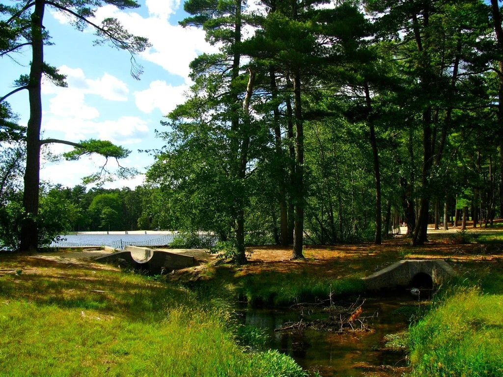 Tall pines shading a grassy bank and a small stream in Ocean County Park, with the lake in the distance