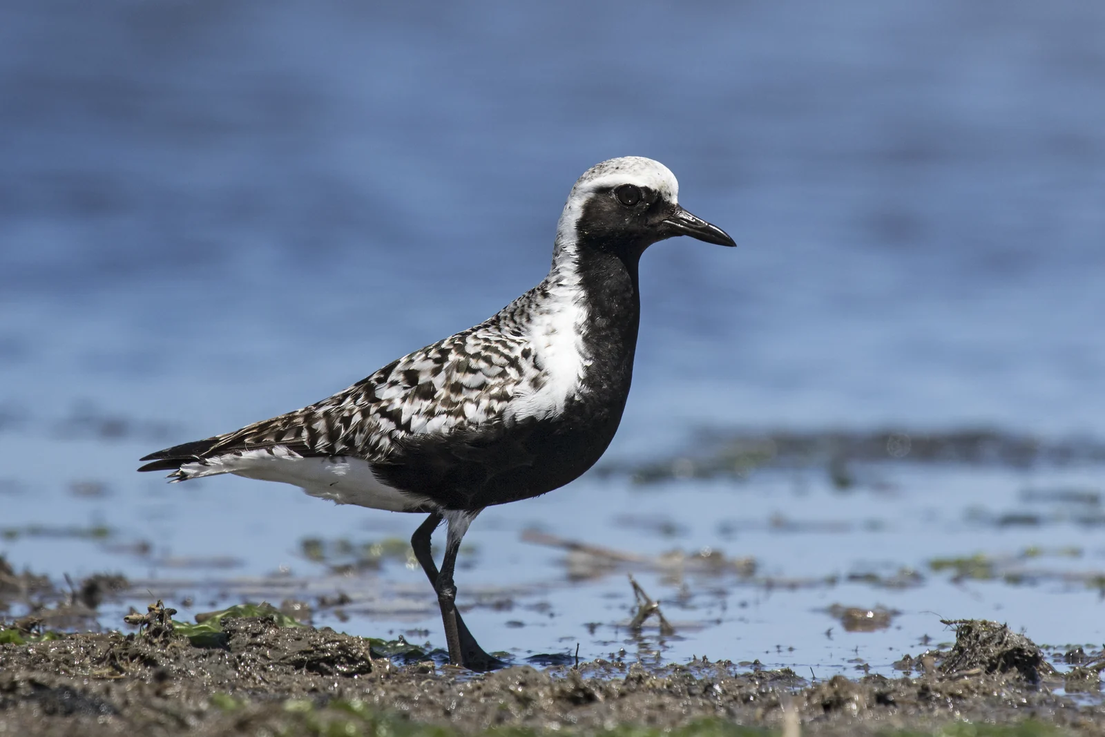 Black-bellied plover in black and white breeding plumage walking along the water's edge