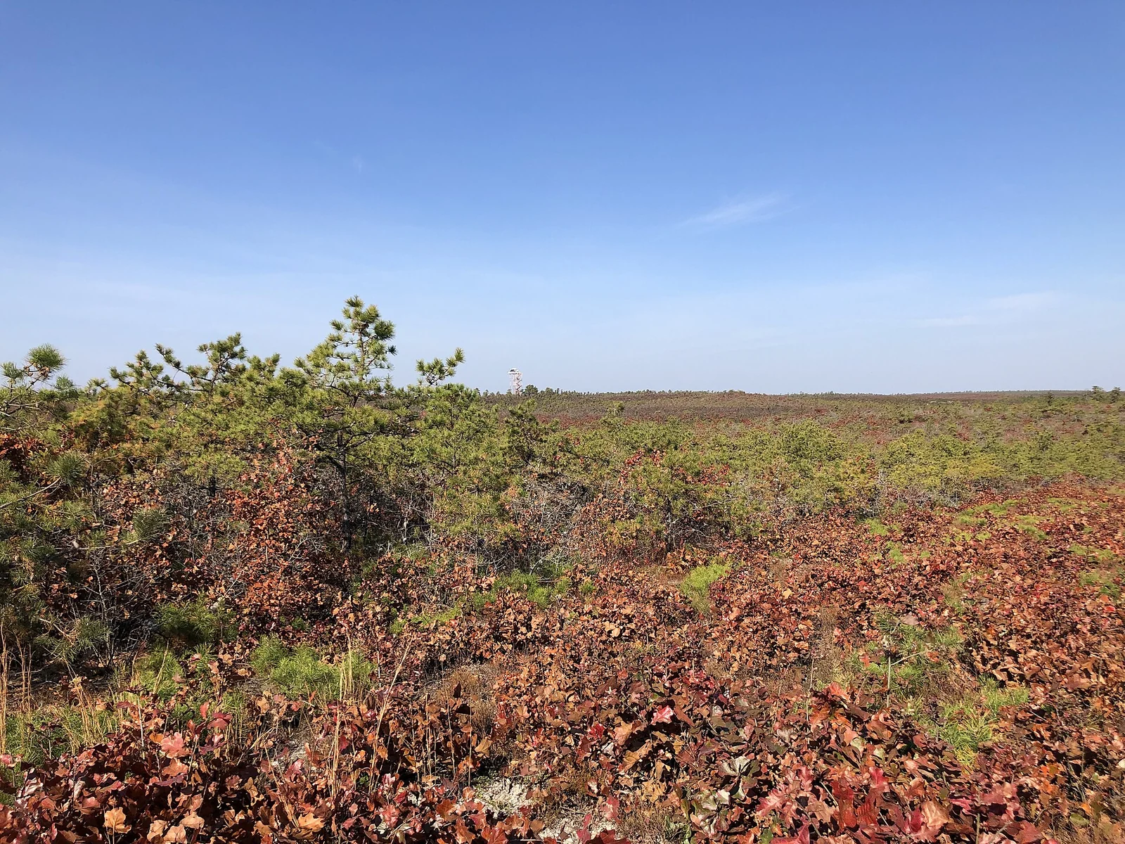 Low pygmy pitch pines and red autumn scrub oaks stretching to the horizon under a blue sky in the East Pygmy Pine Plains