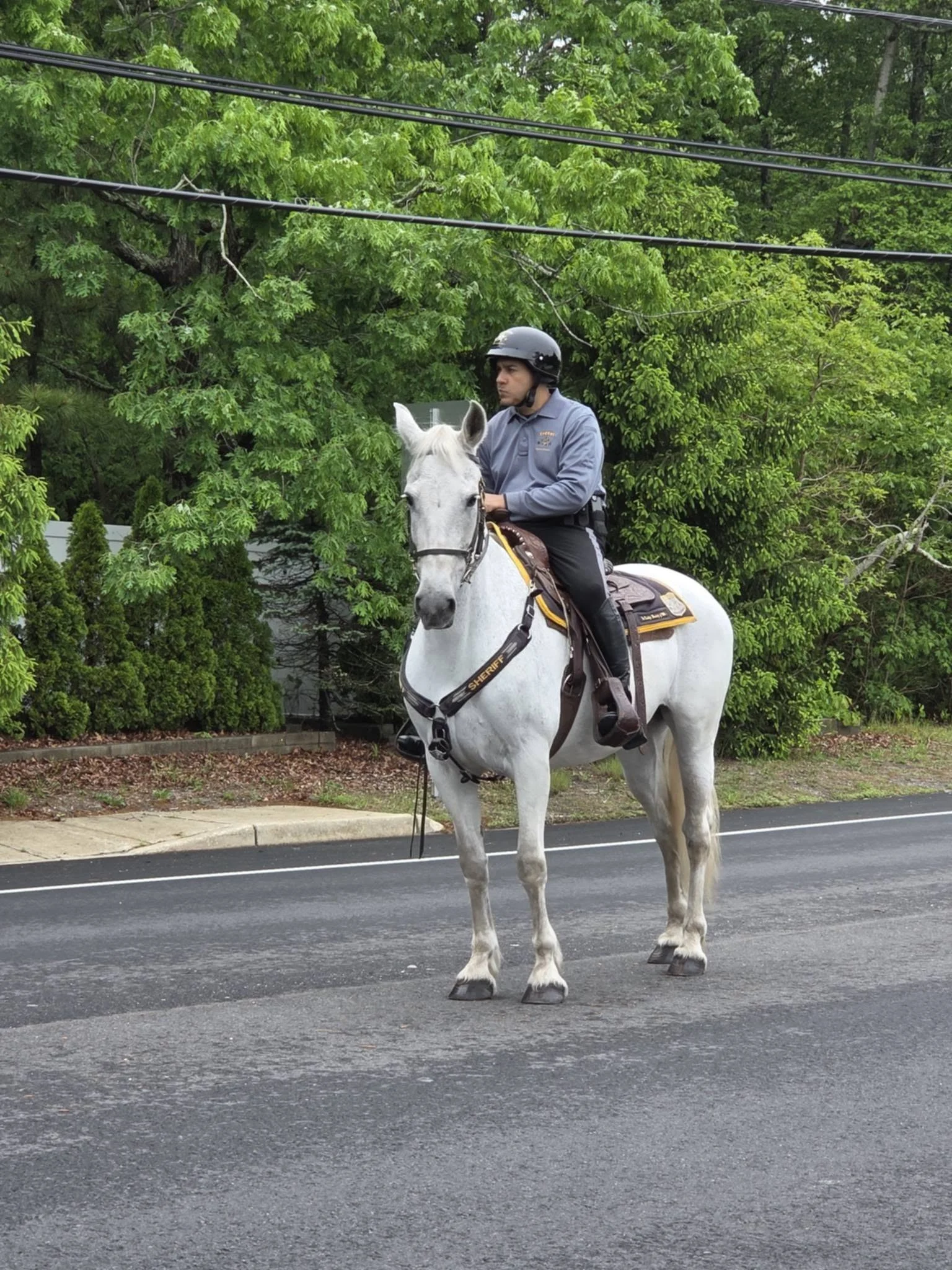 A rider on a white horse in the township's Memorial Day Parade, with pine woods along the route