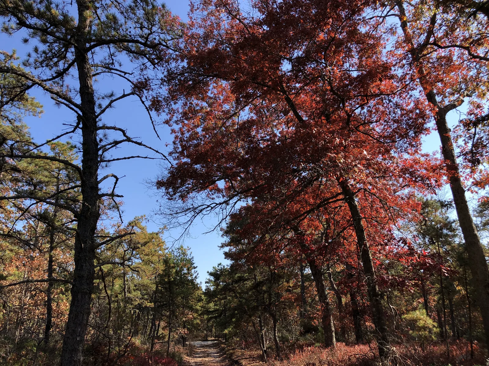Pines and red autumn oaks along a sand trail in the Warren Grove Recreation Area of Little Egg Harbor Township