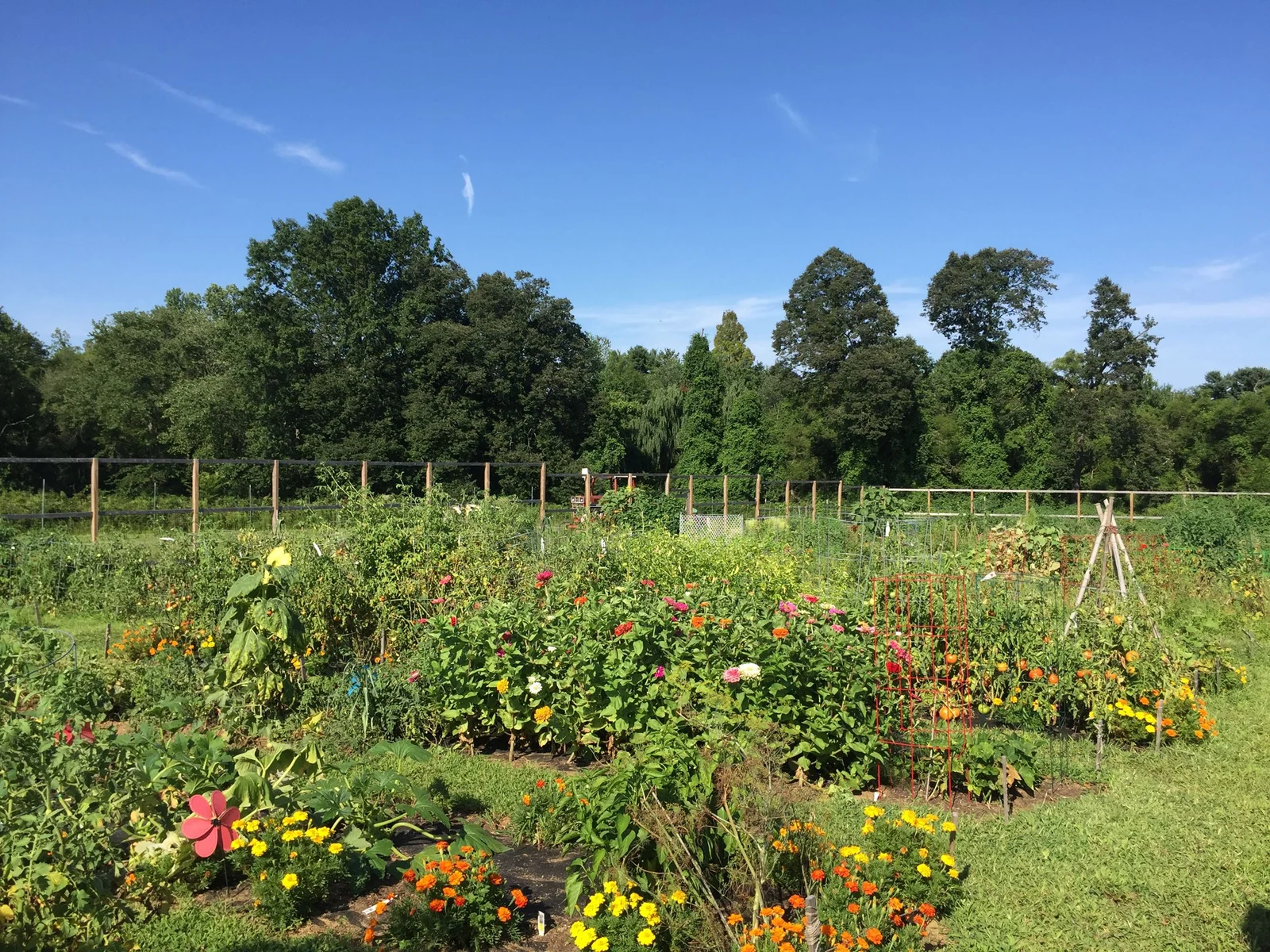 Garden plots full of zinnias, marigolds and vegetables inside a split-rail fence, with tall trees behind