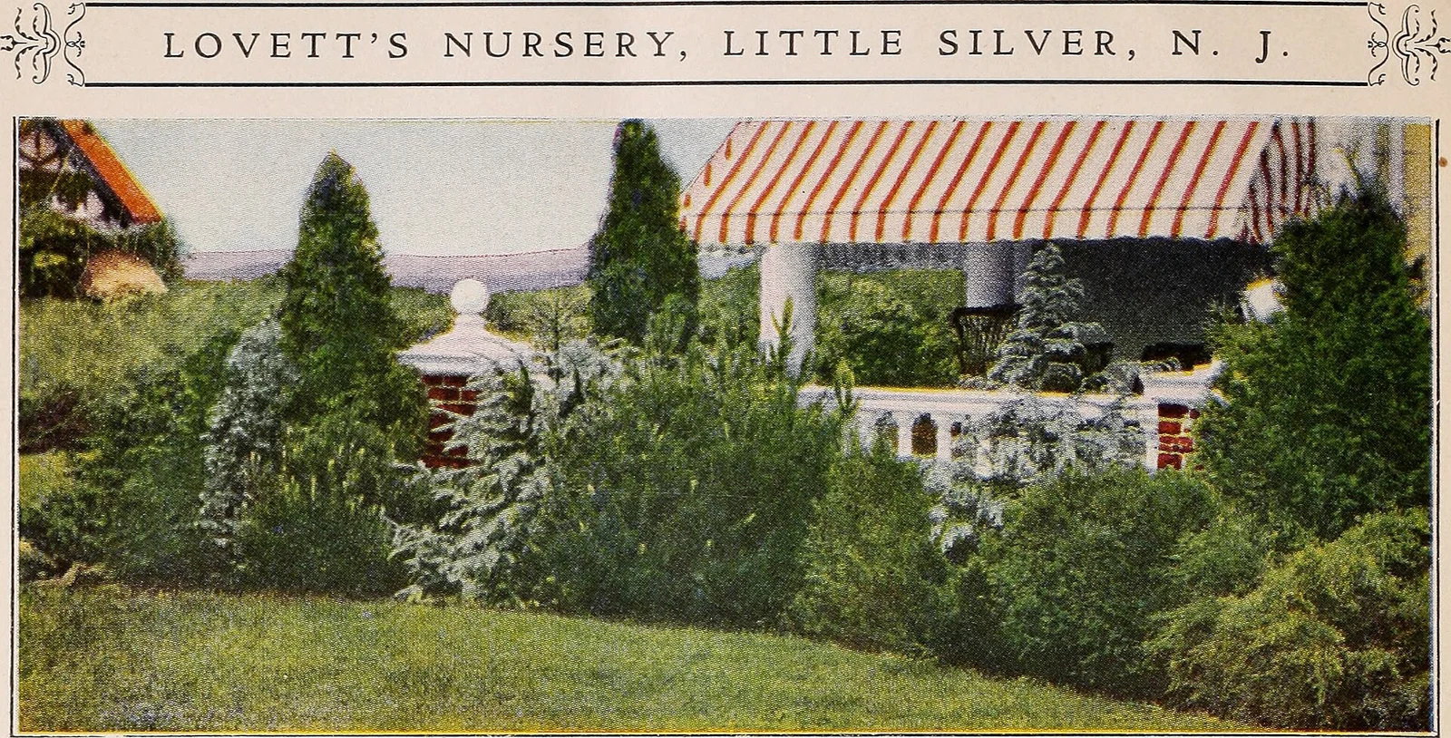 Hand-tinted 1928 catalog photo of evergreen shrubs planted before a porch with a striped awning, under the heading Lovett's Nursery, Little Silver, N.J.