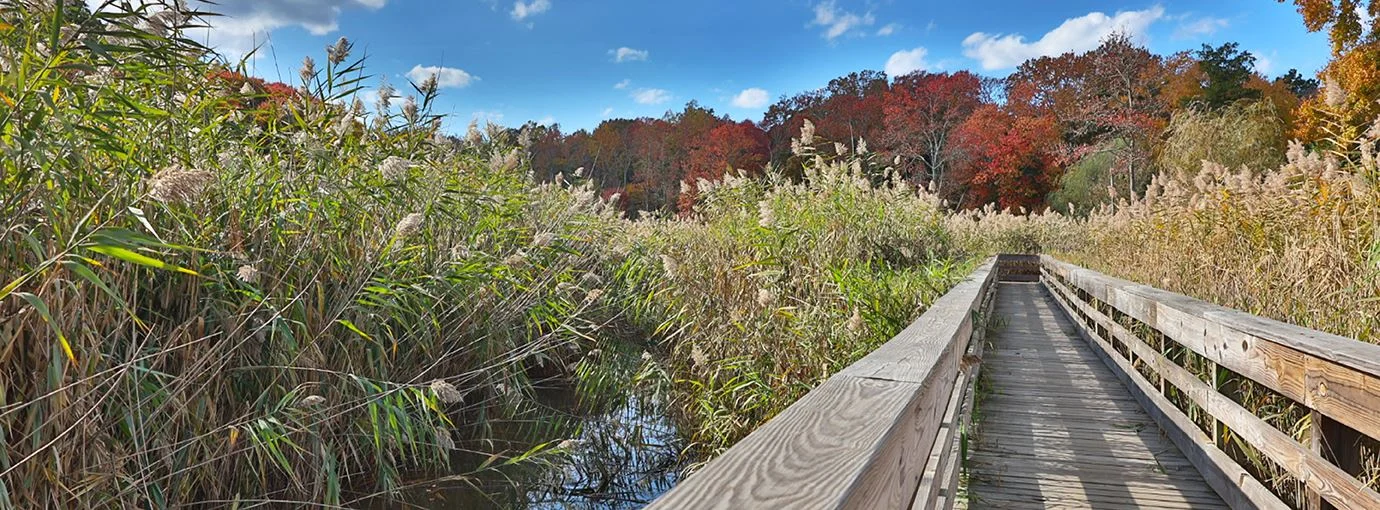 Wooden boardwalk with railings running through tall marsh grass toward trees in red and orange fall color