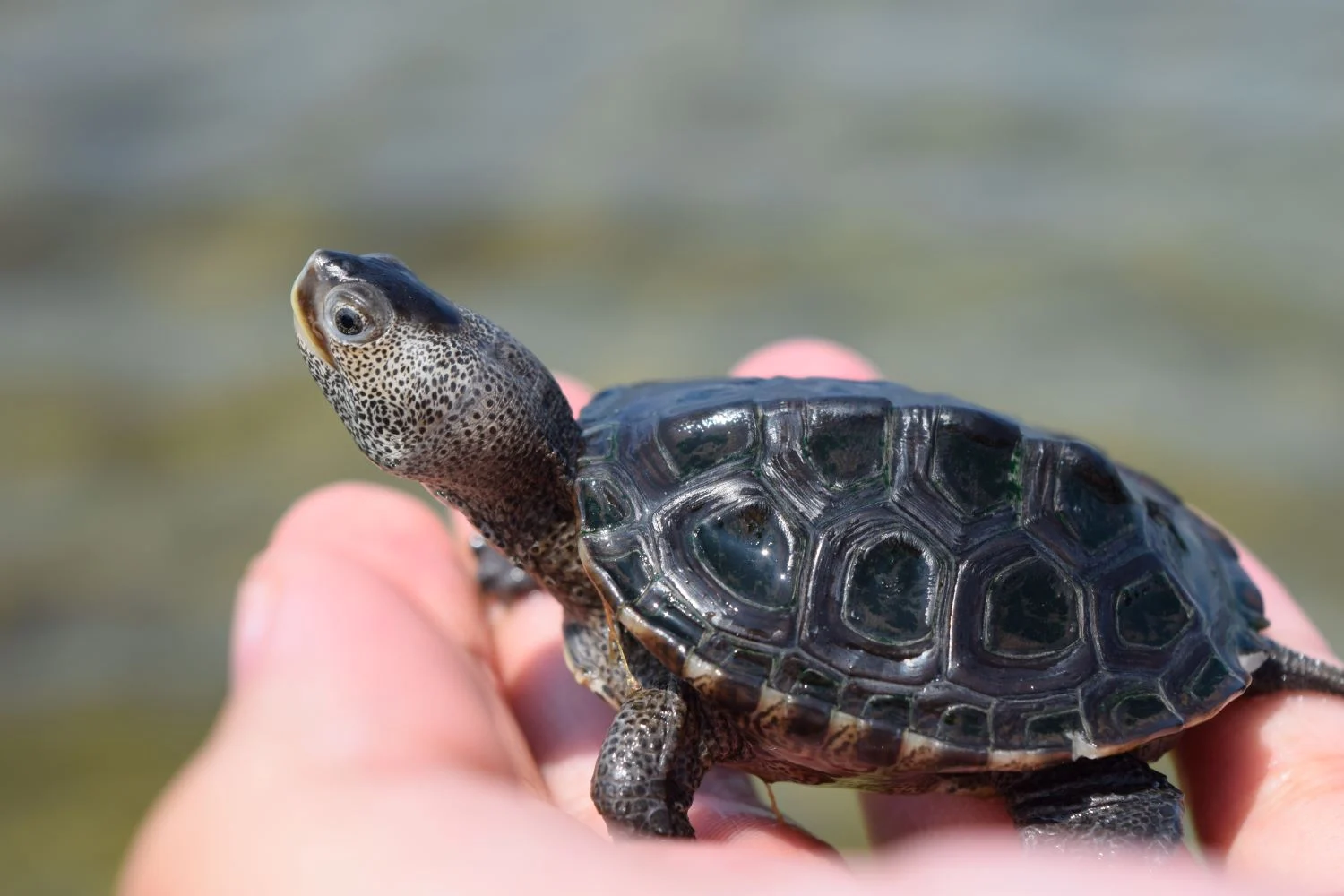 A tiny diamondback terrapin hatchling with a patterned shell resting in the palm of a hand