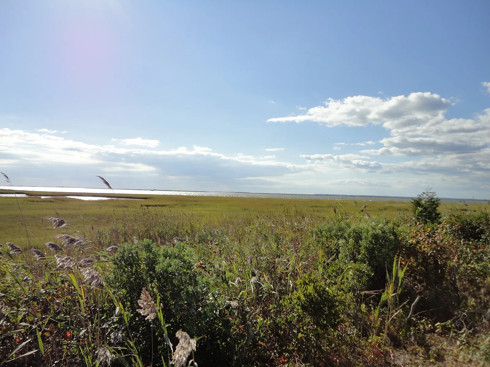 Green salt marsh and shrubs stretching to the bay under a blue sky with light clouds