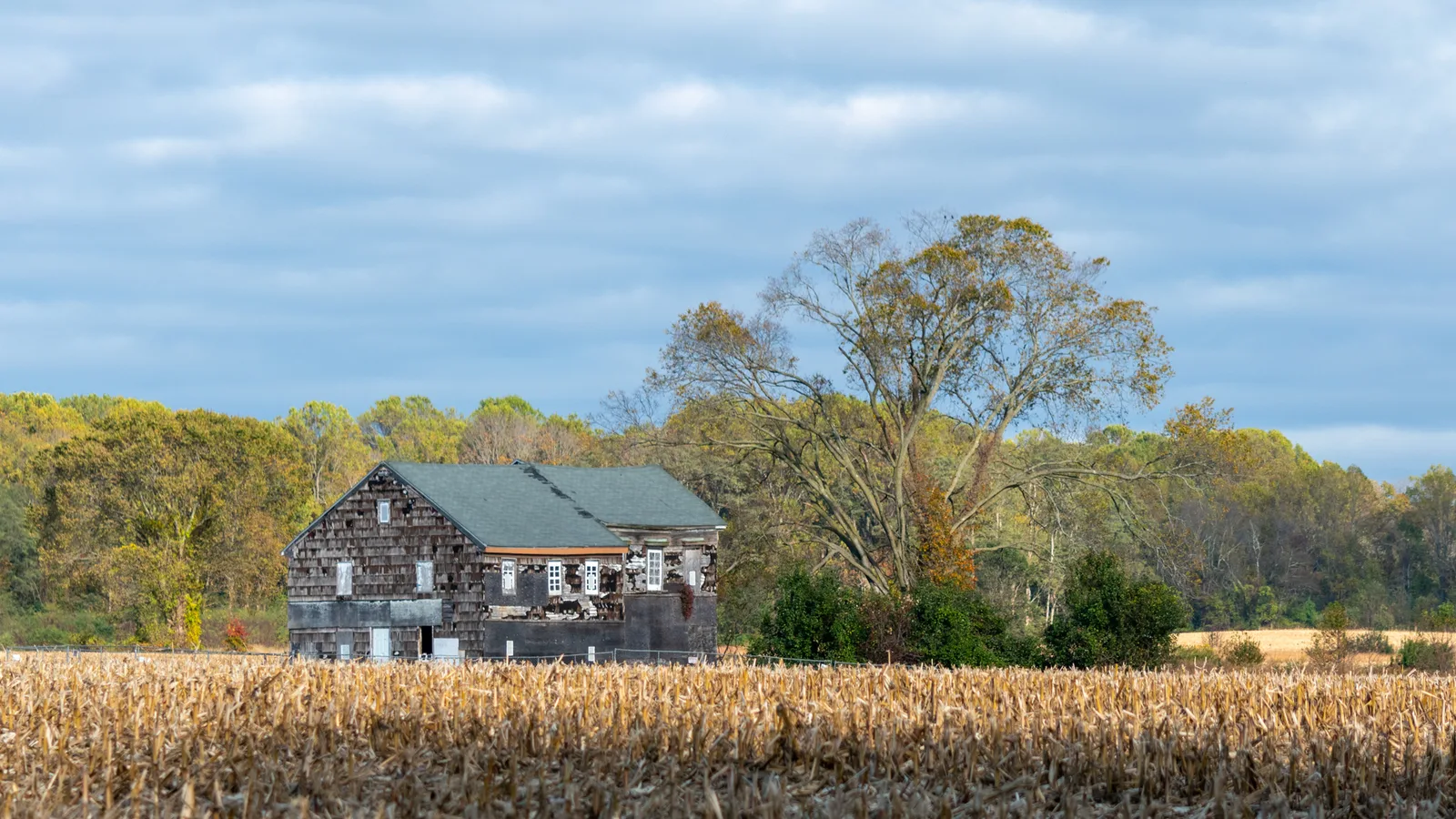 The Sutfin House, a farmhouse that stood during the 1778 Battle of Monmouth, beyond a corn field in Monmouth Battlefield State Park