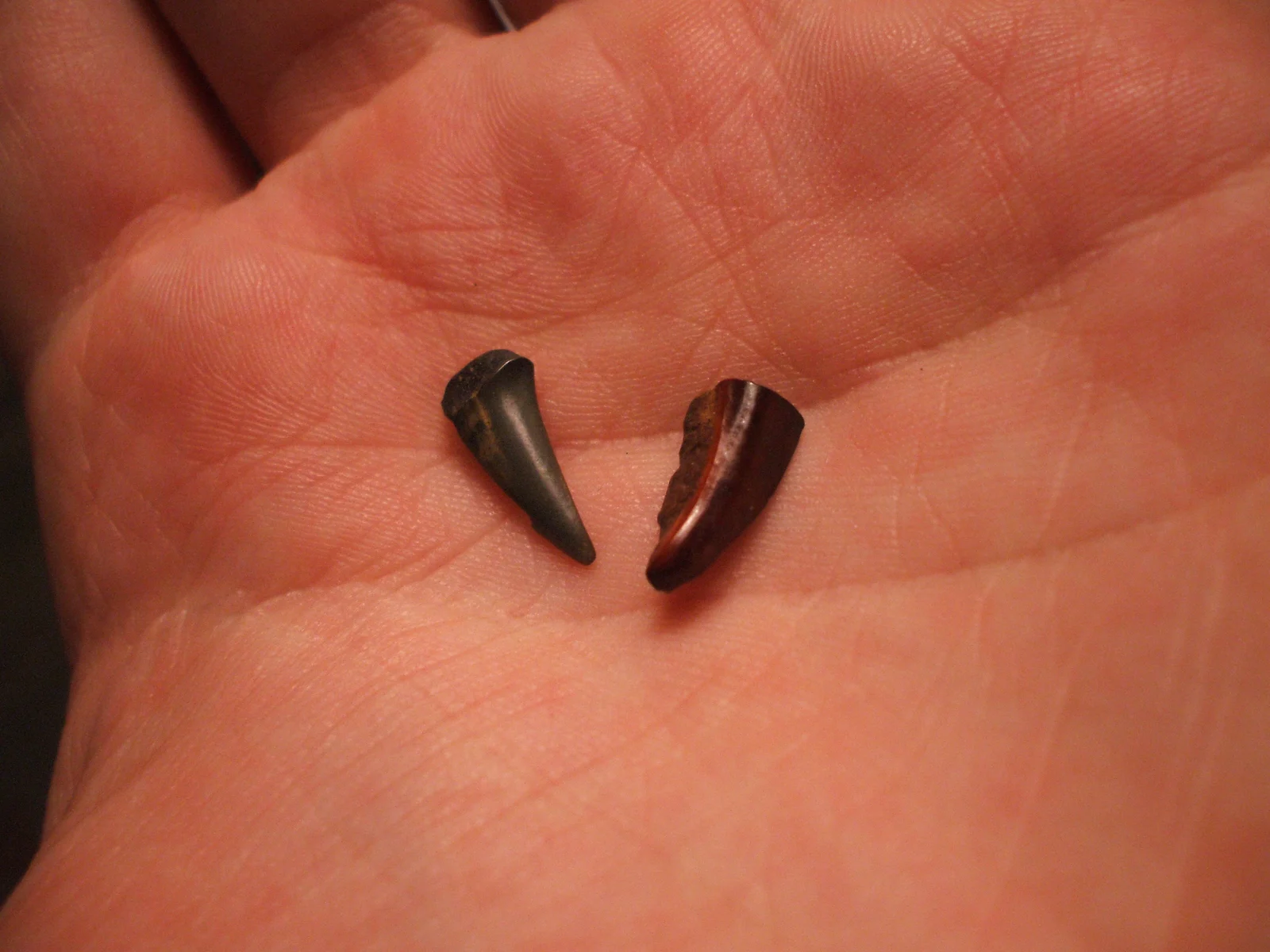 Two fossil teeth, one gray and one reddish brown, resting in an open palm