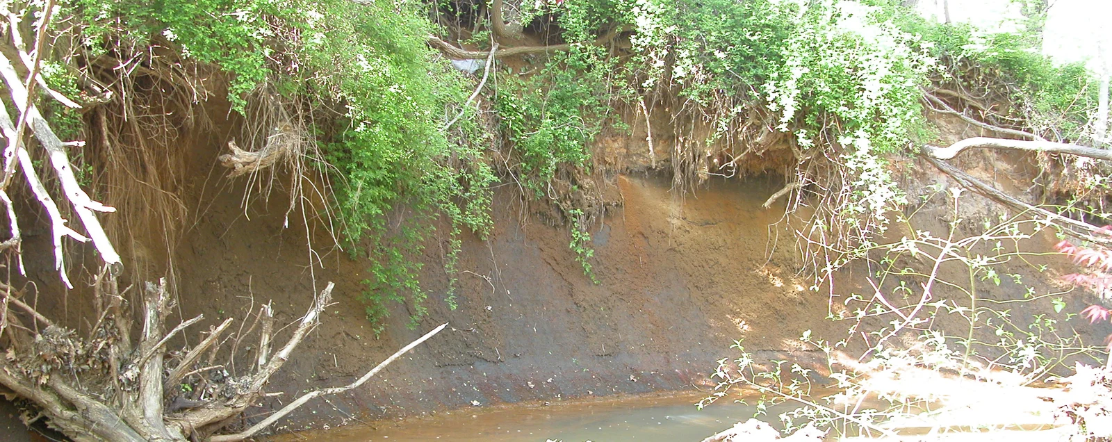 A steep gray-green marl bank cut by Big Brook, with roots and brush along the top