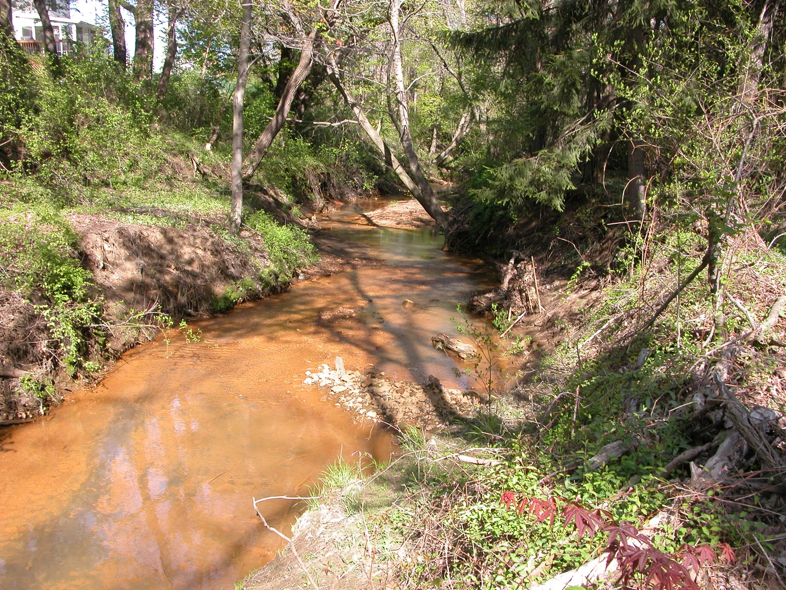 Big Brook winding through spring woods, its water tinted orange by the marl banks