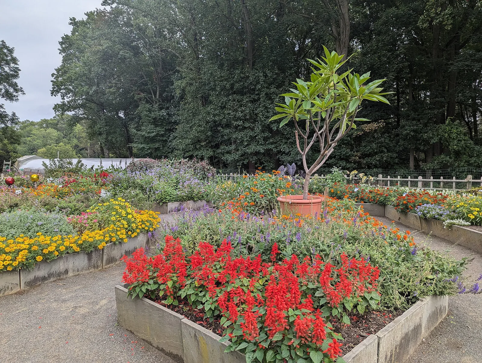Raised flower beds full of red, orange and yellow blooms in the display garden at Deep Cut Gardens