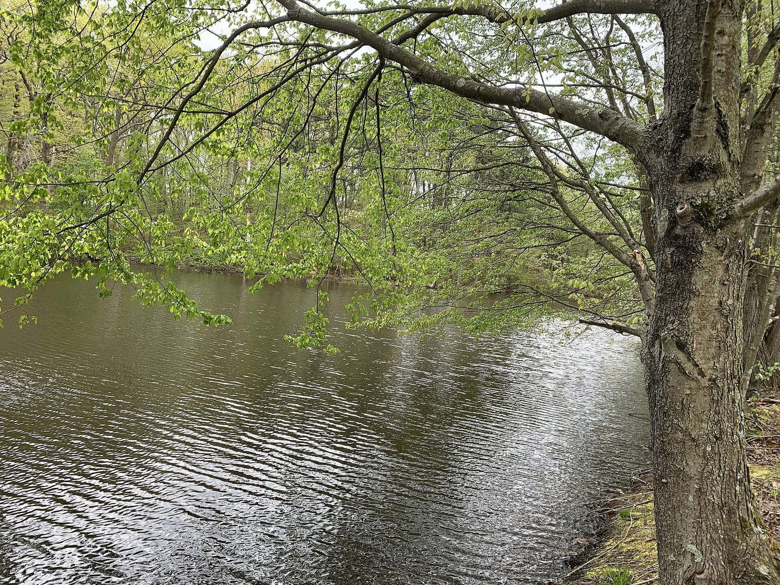The Millstone River flowing past spring-green trees, a tree trunk leaning over the water in the foreground