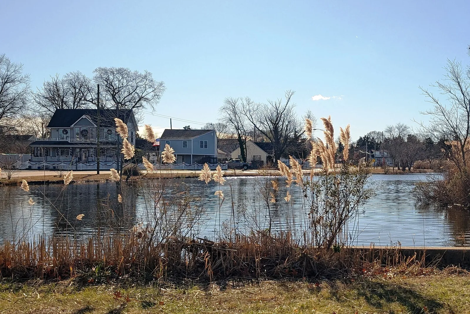 Jeffreys Creek in Ocean Gate with tall reeds in the foreground and houses along the far bank