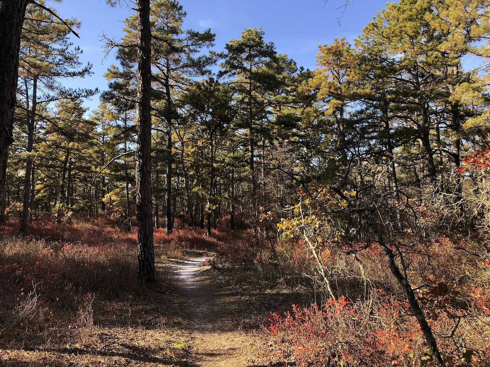 A sandy trail winding through pitch pines and red autumn undergrowth