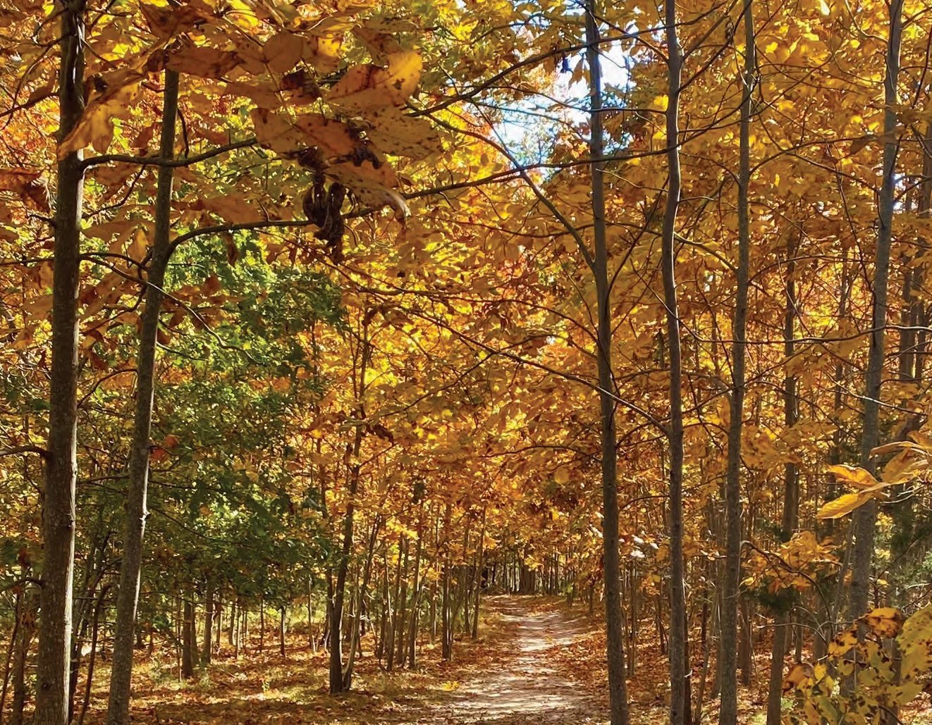 Golden autumn leaves over a narrow leaf-covered trail through tall thin trees in the Weltz Conservation Area