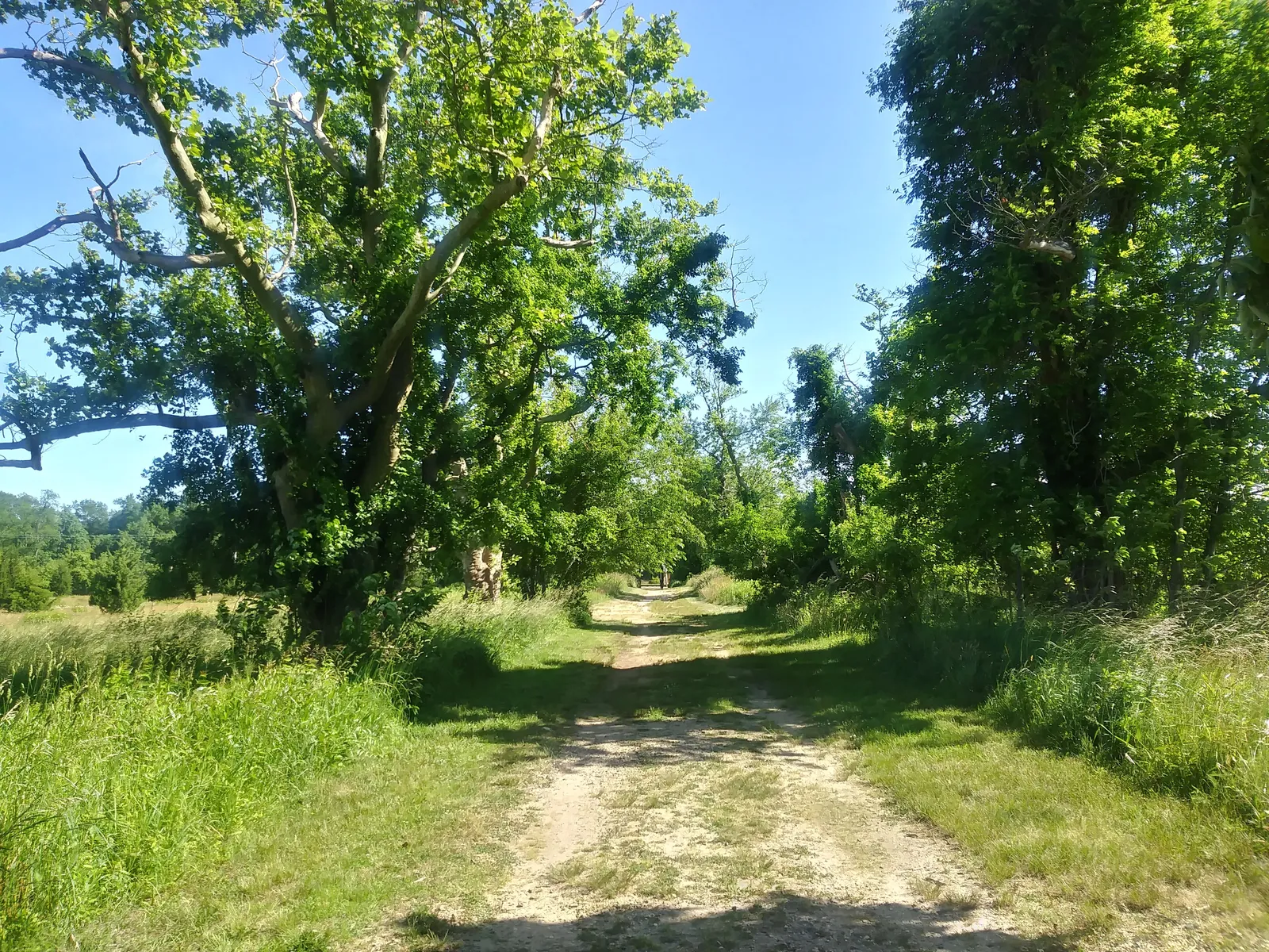 A dirt path through tall grass under leafy green trees and a blue sky