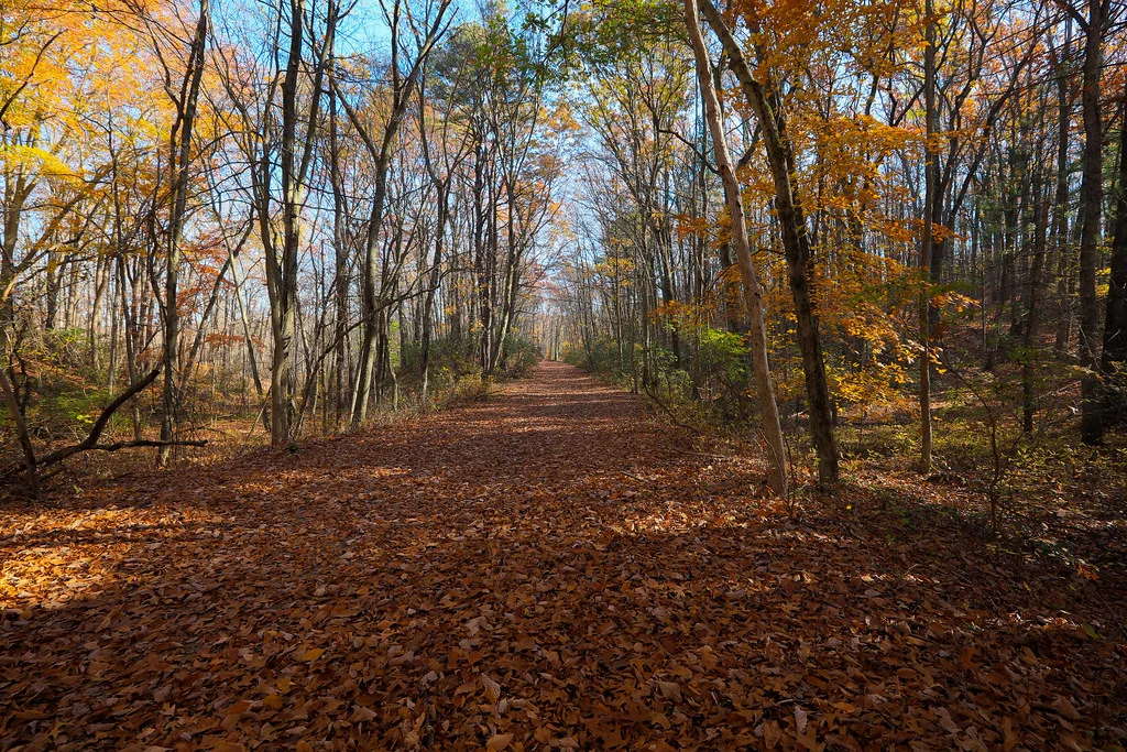 A wide leaf-covered trail through tall autumn trees at Cheesequake State Park
