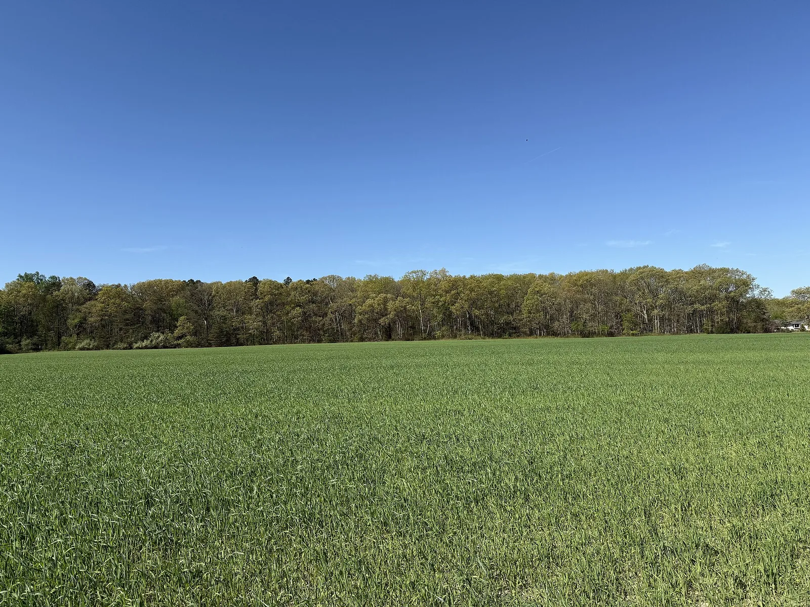 A wide green farm field in spring with a line of woods beyond, along County Route 539 in Plumsted Township