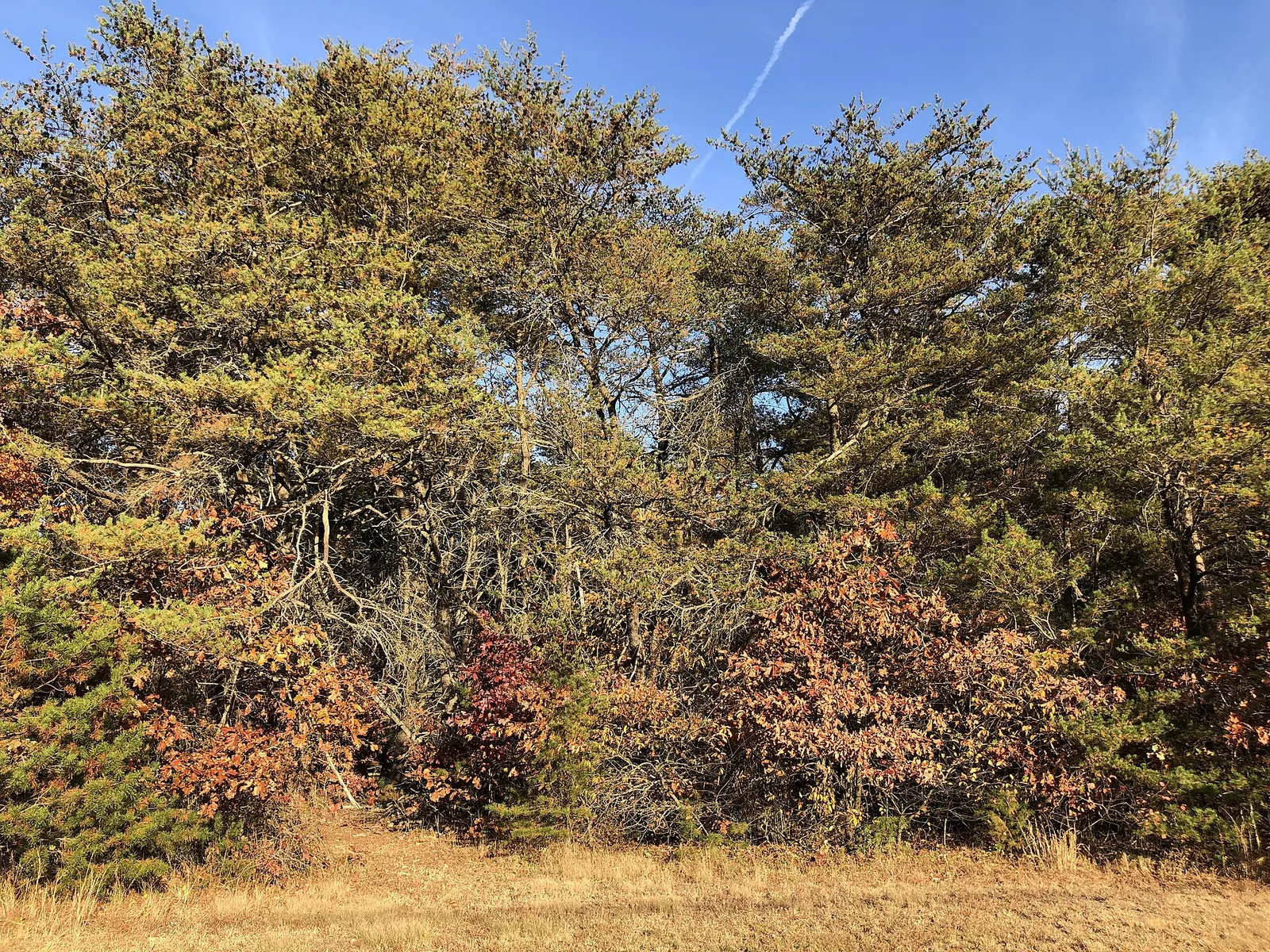 A grove of Virginia pines in autumn at the edge of the Pine Barrens near Colliers Mills Road