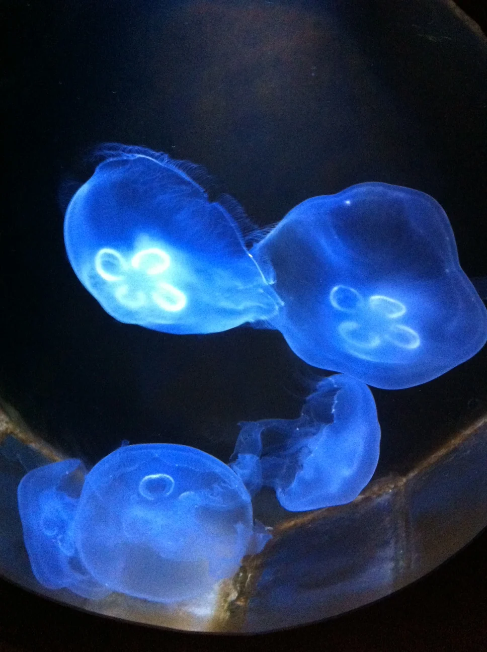 Moon jellyfish glowing blue in a round tank at Jenkinson's Aquarium