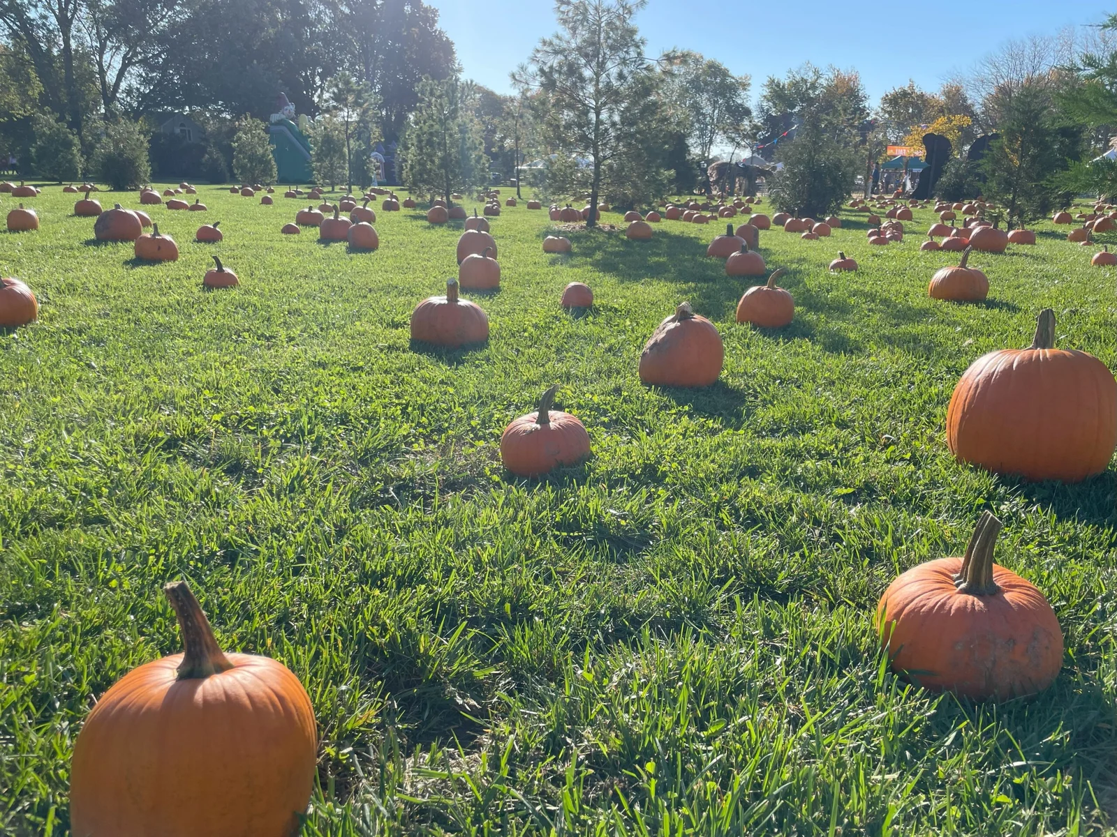 Pumpkins scattered across a sunny lawn among young evergreens, ready for picking