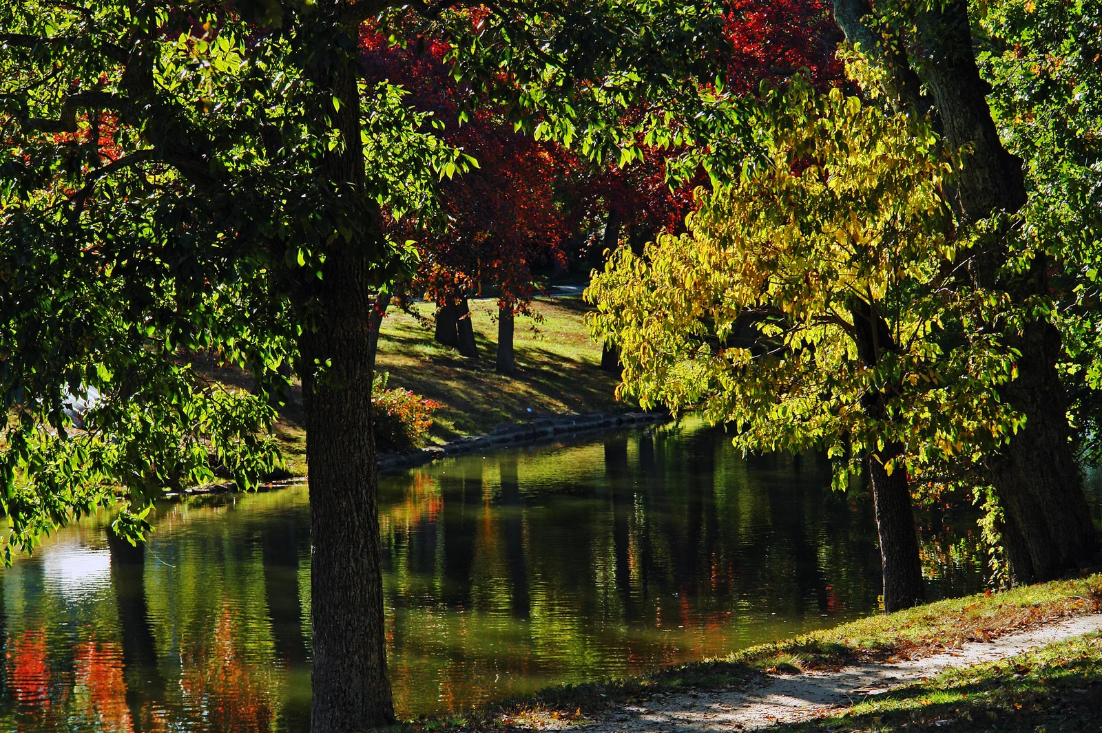 Tall trees in fall color leaning over the still water of the lake, with a path along the grassy shore