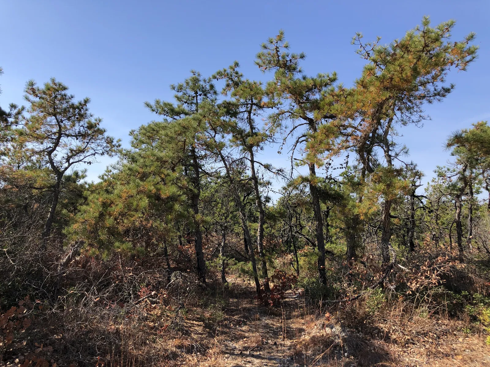 Short, twisted pitch pines and low shrubs under a deep blue sky