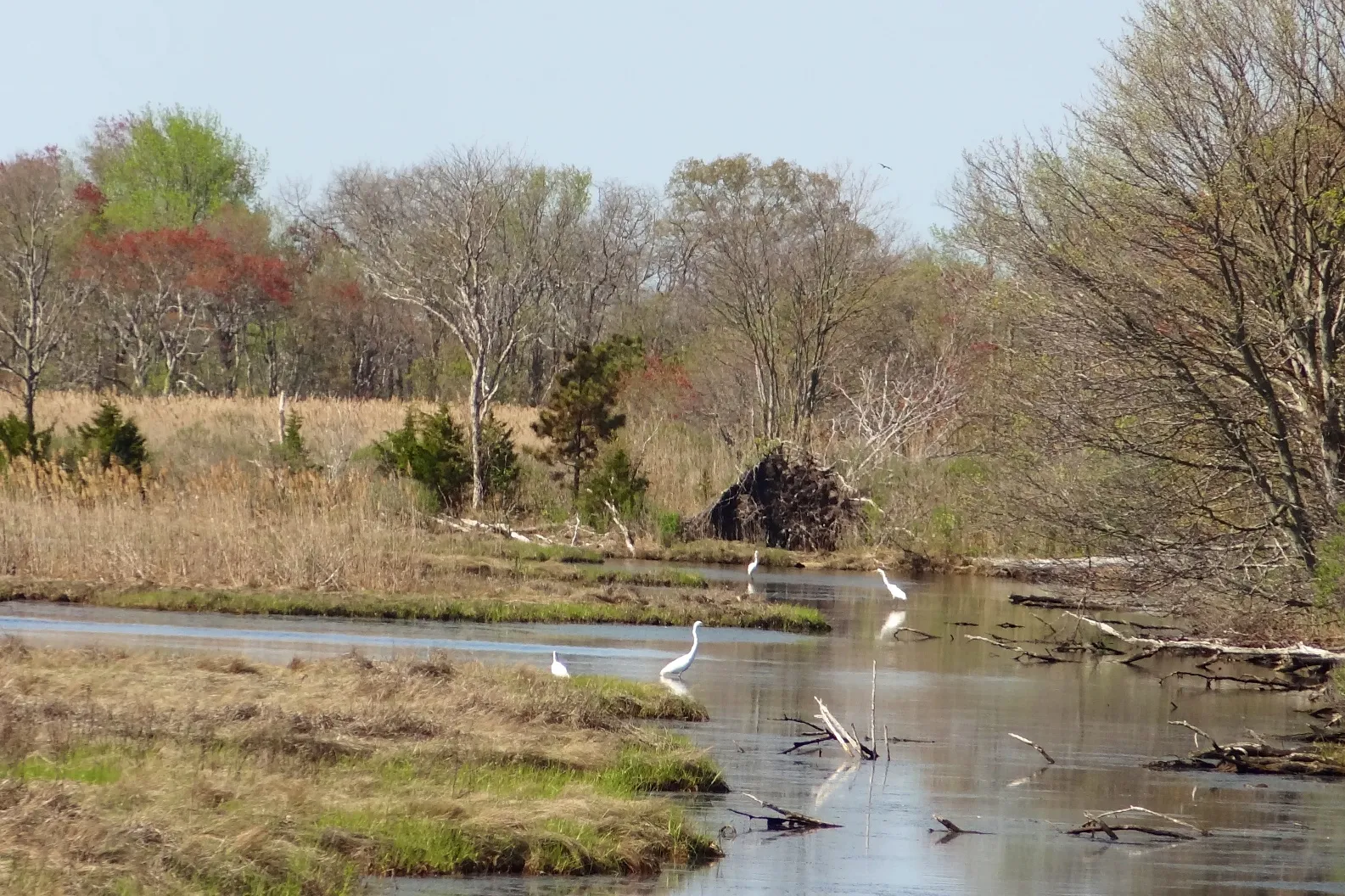 White egrets wading in shallow water in front of marsh grass and trees