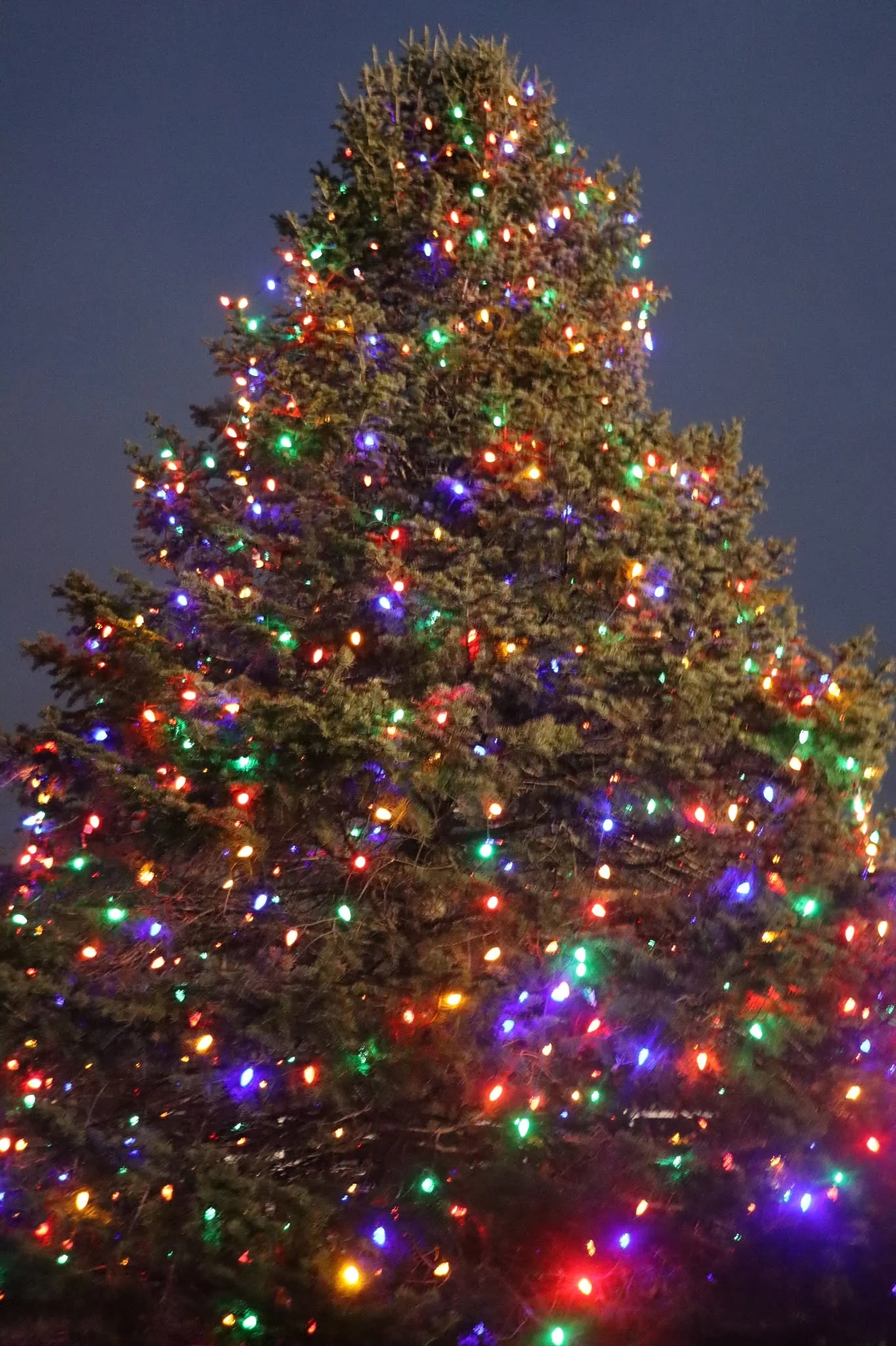 A tall evergreen strung with multicolored lights against the evening sky at the borough's holiday celebration
