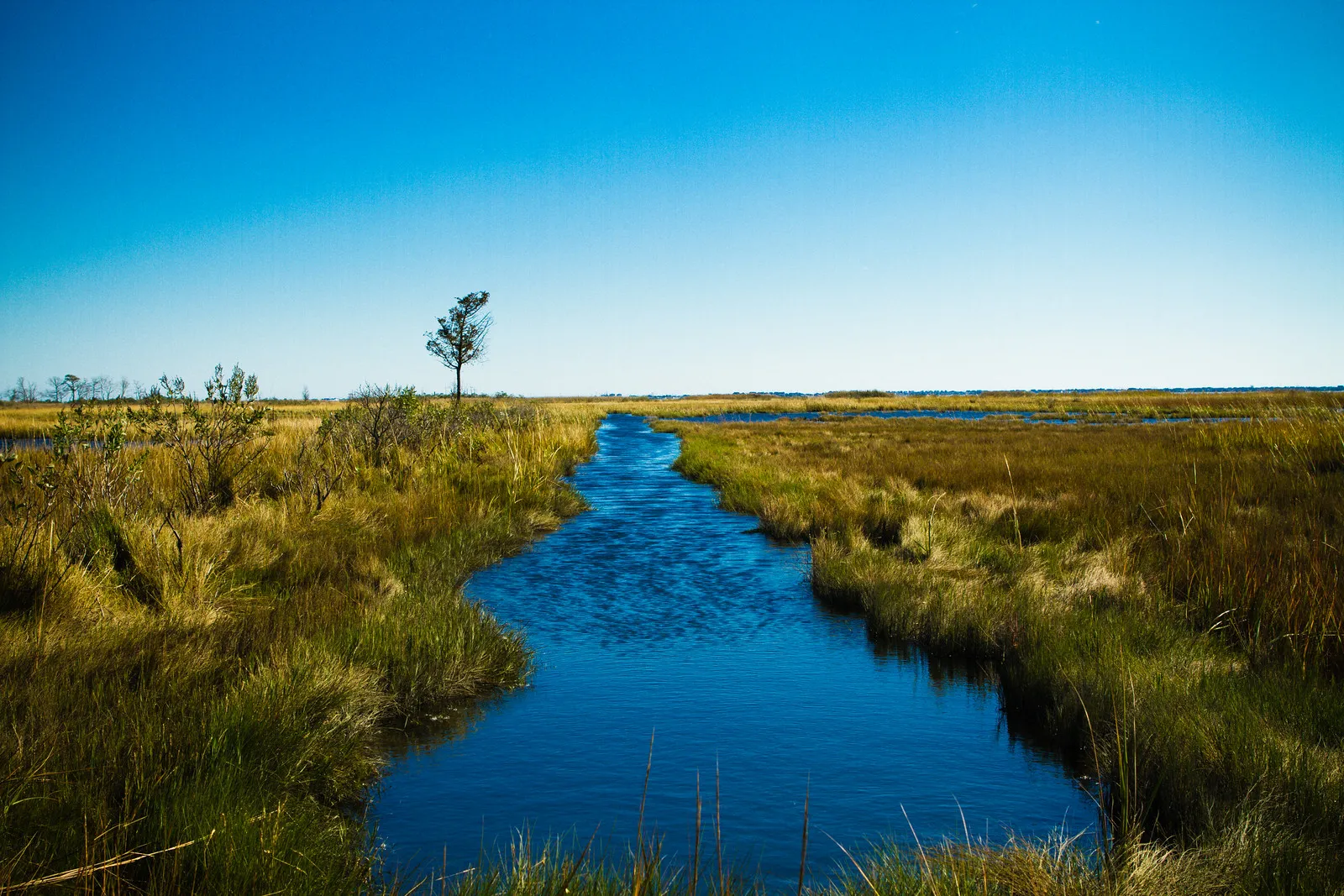 A blue tidal creek winding through golden marsh grass under a clear sky, with one small tree on the horizon