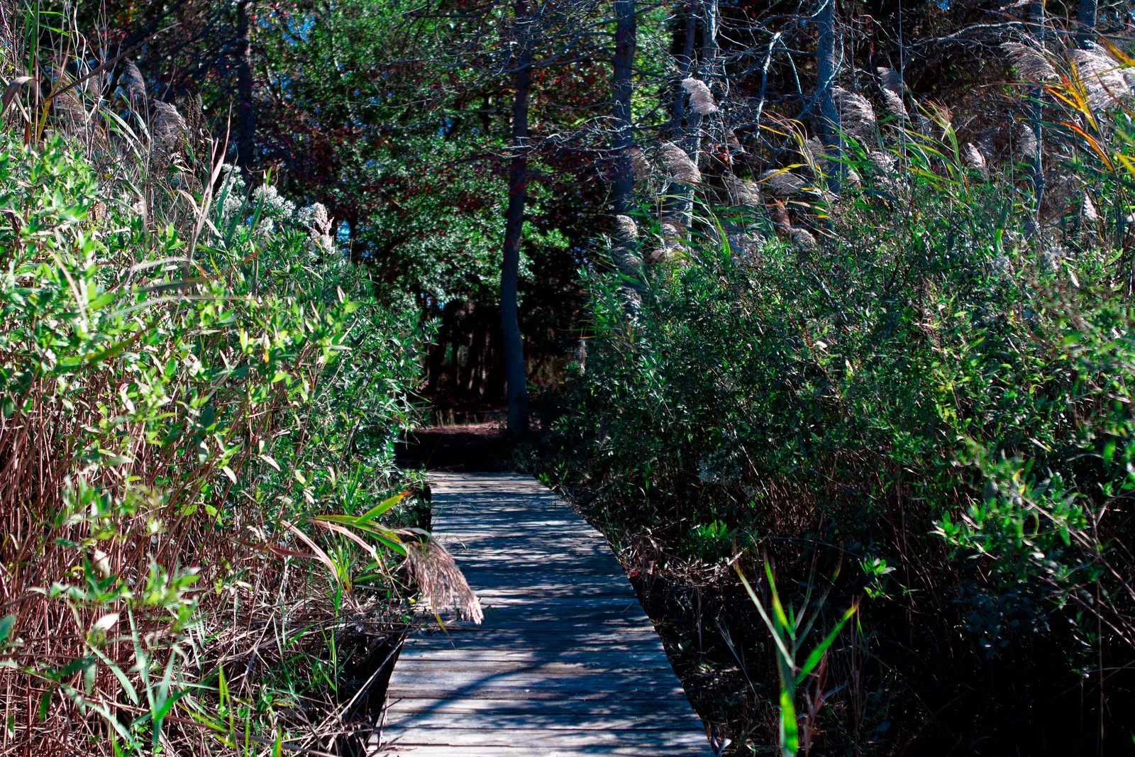 A narrow wooden boardwalk trail running between tall shrubs and marsh plants