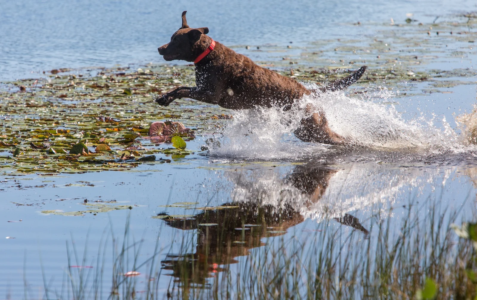 A brown retriever leaping through shallow water and lily pads during a retrieving contest