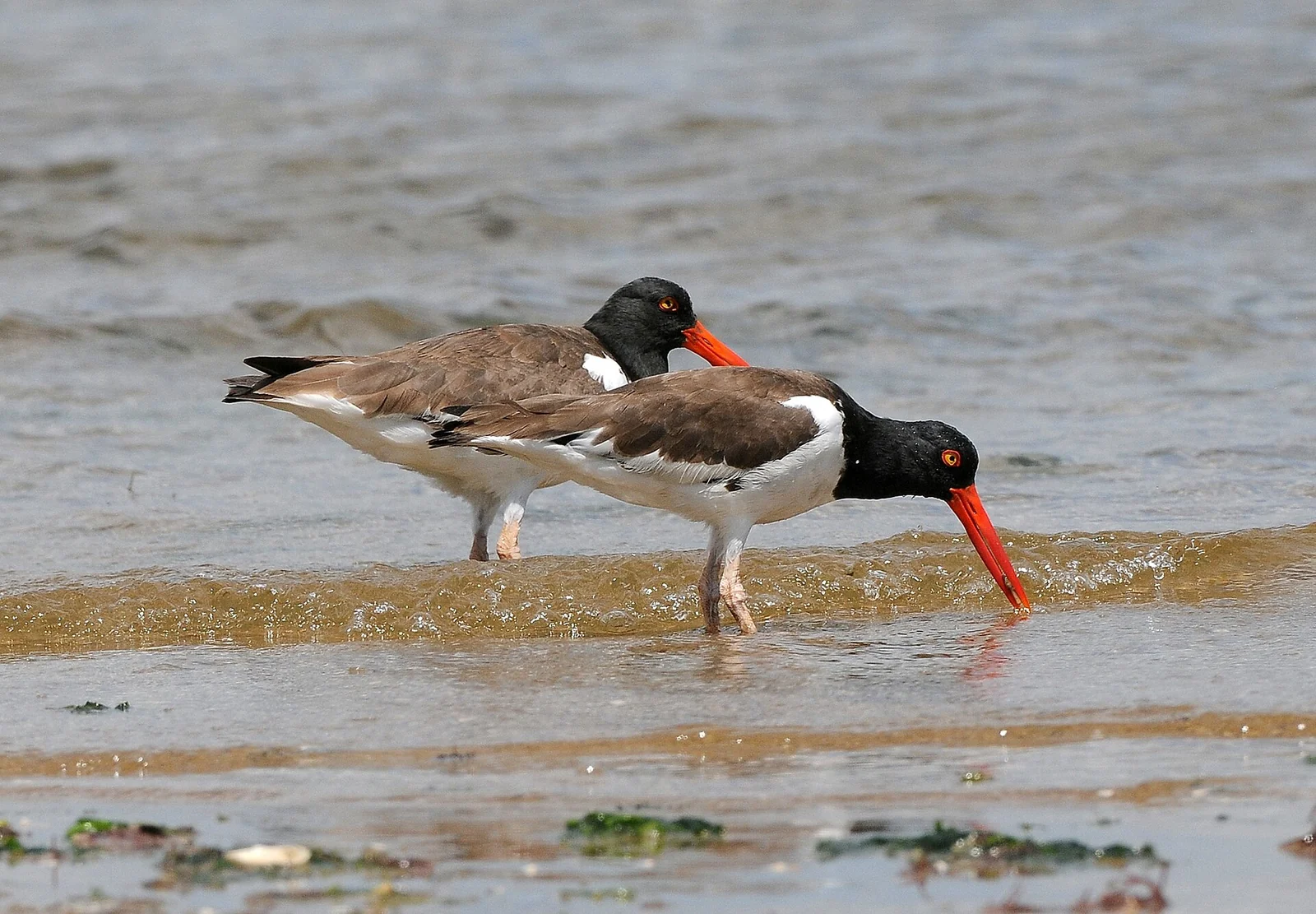 Two American oystercatchers with bright orange bills probing the wet sand at the water's edge