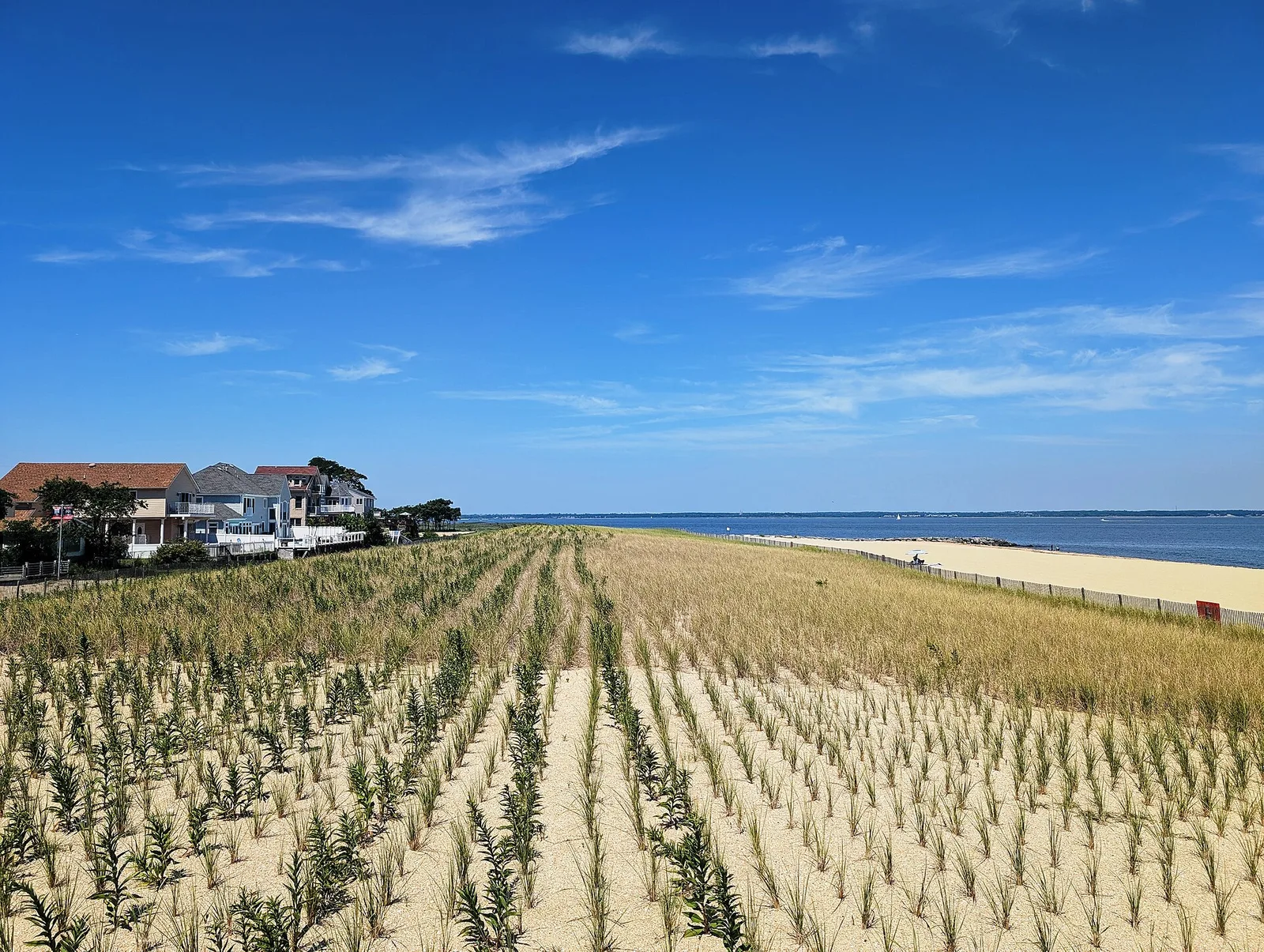 Planted dunes along the Union Beach waterfront with houses lining the street behind them