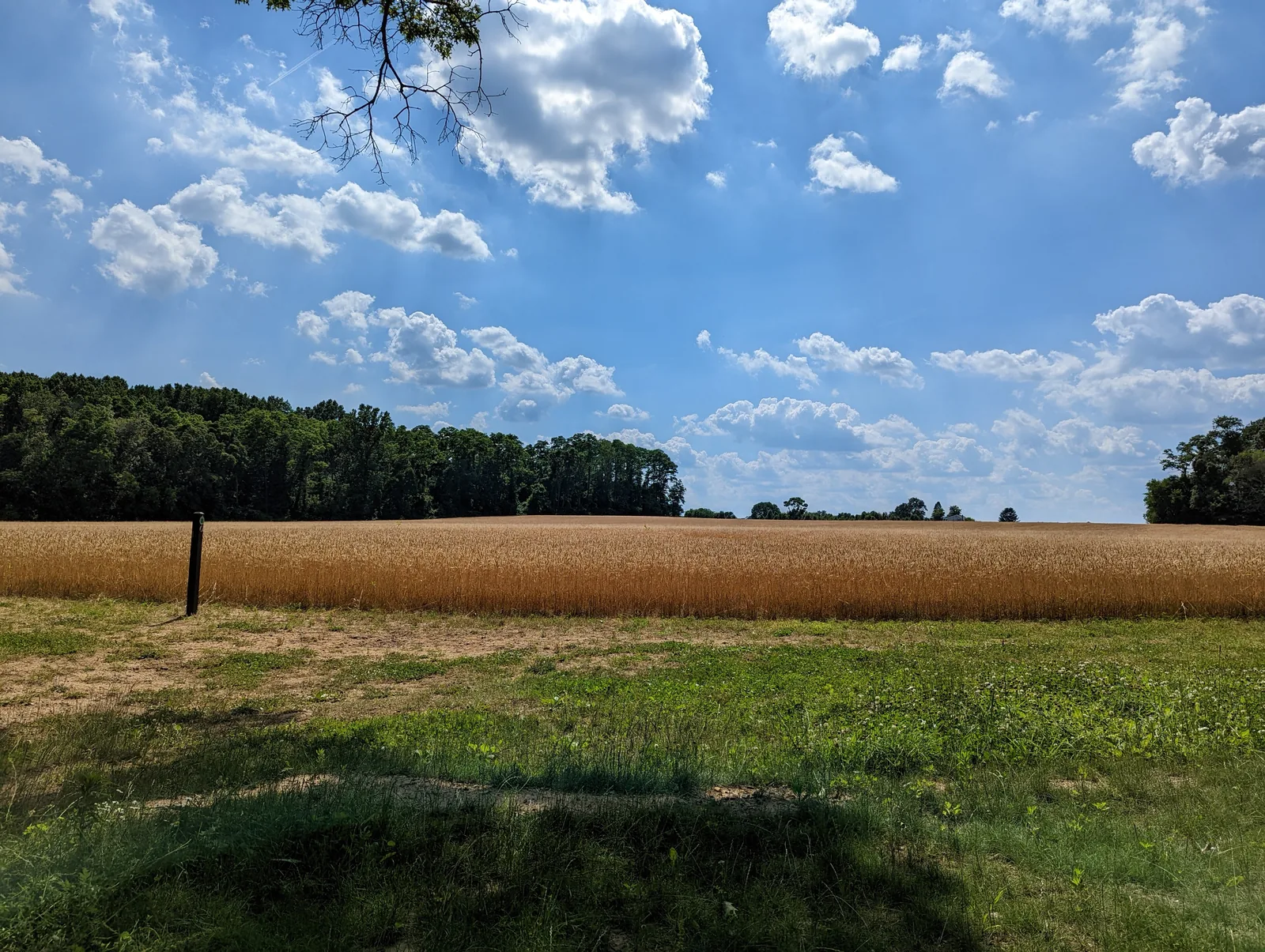 A golden field bordered by woods under a blue sky with white clouds at Clayton Park