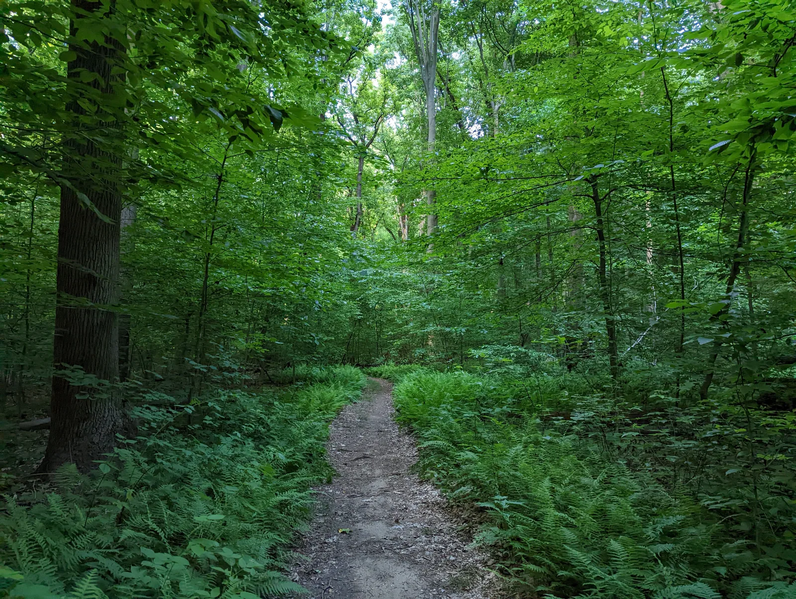 A dirt trail through ferns and tall green woods at Clayton Park