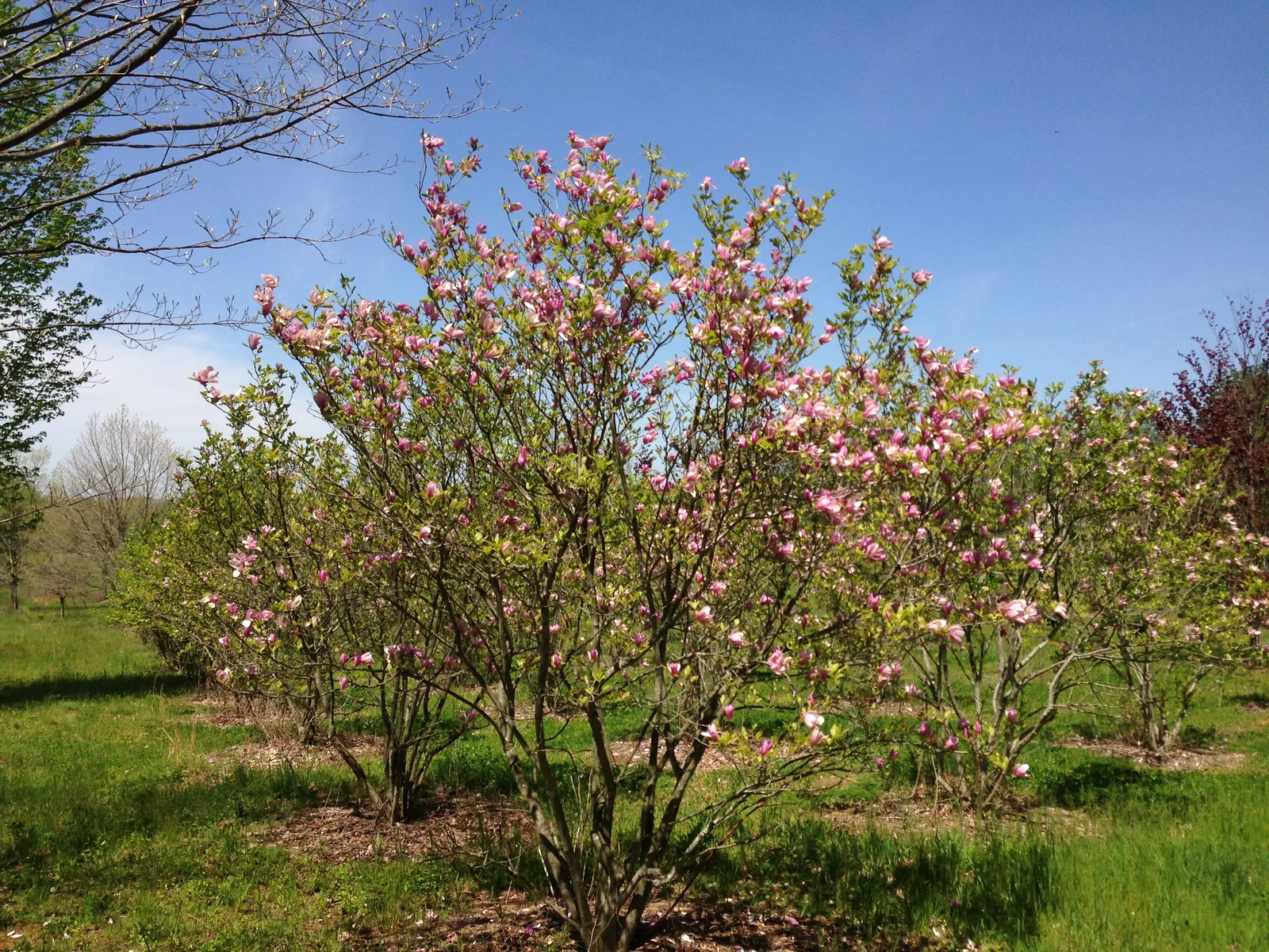 Pink and white magnolia trees in bloom at a nursery on Davis Station Road