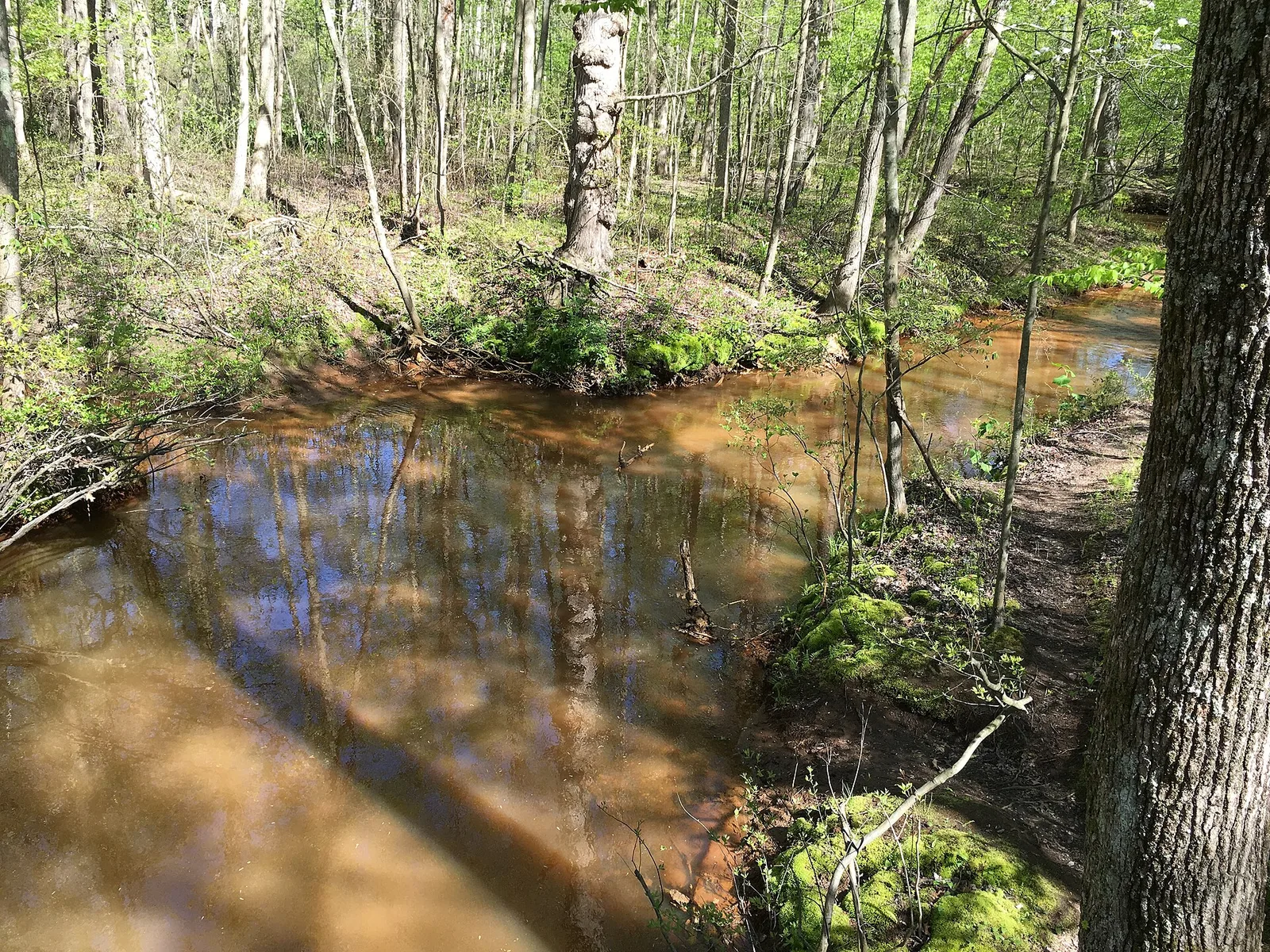 The Shark River running through woods, seen from a footbridge at Shark River Park