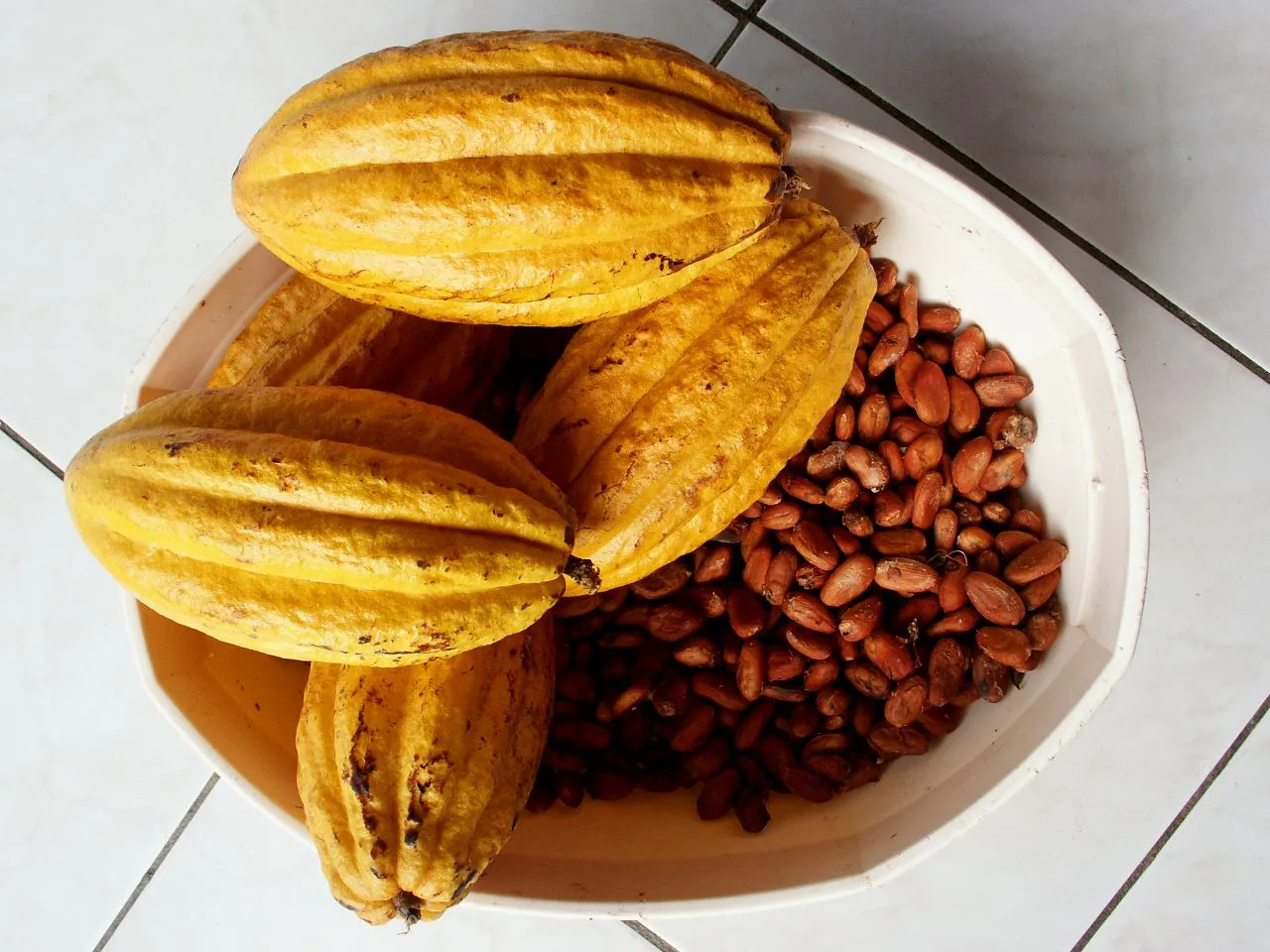 Yellow cacao pods and a pile of cocoa beans in a white bowl