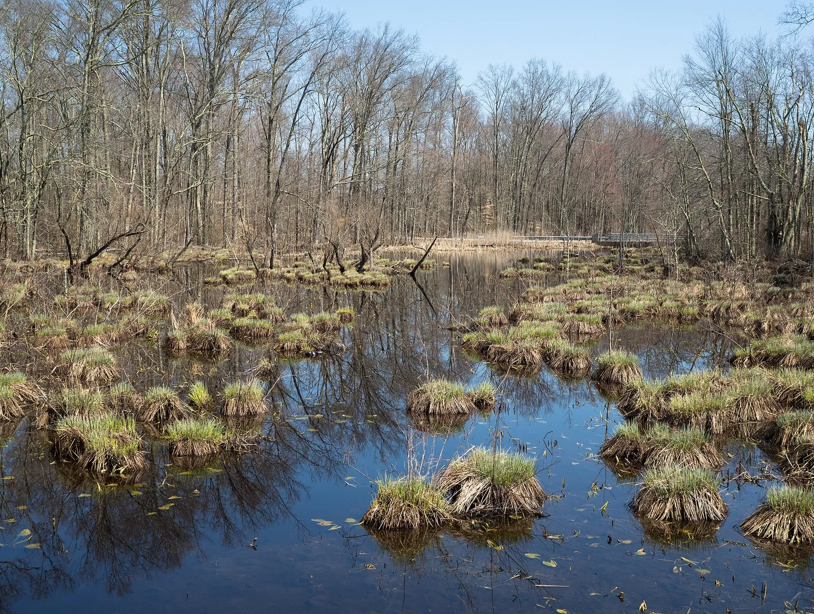 Tussocks and standing water among bare trees in the swamp