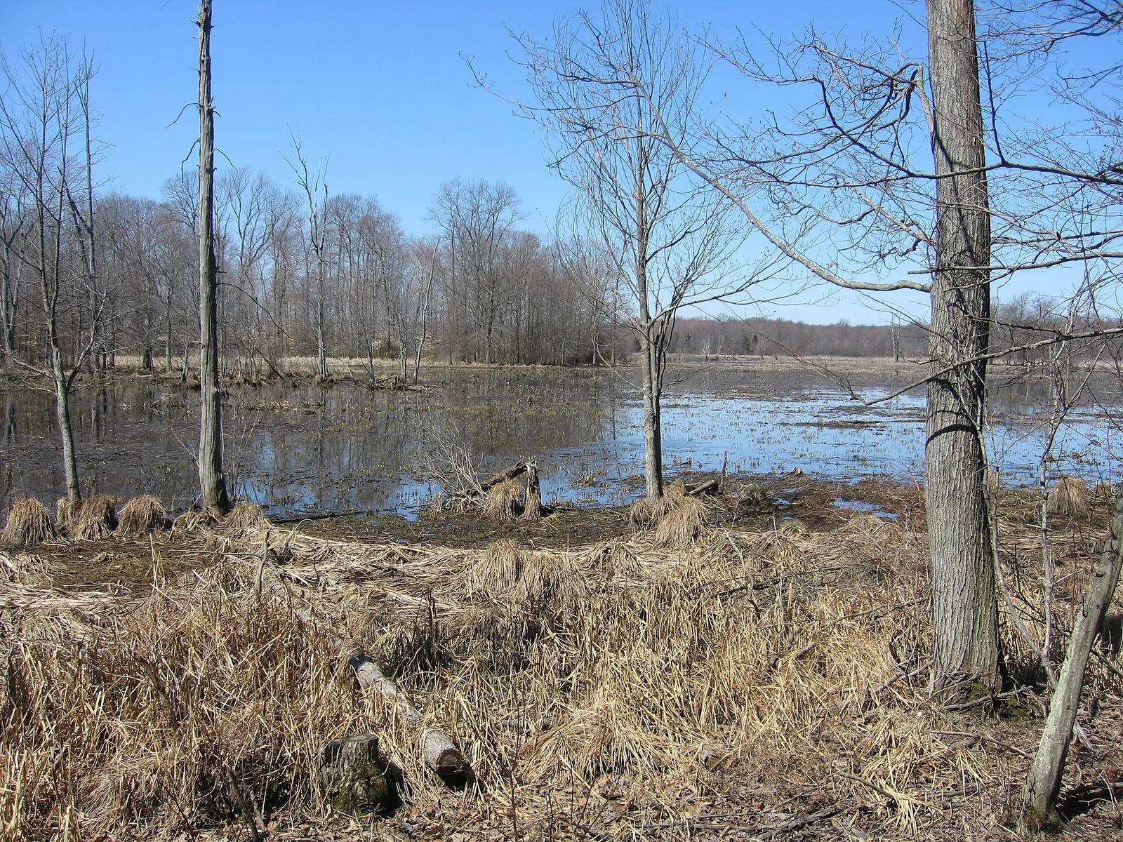 Open water and marsh grasses edged by trees