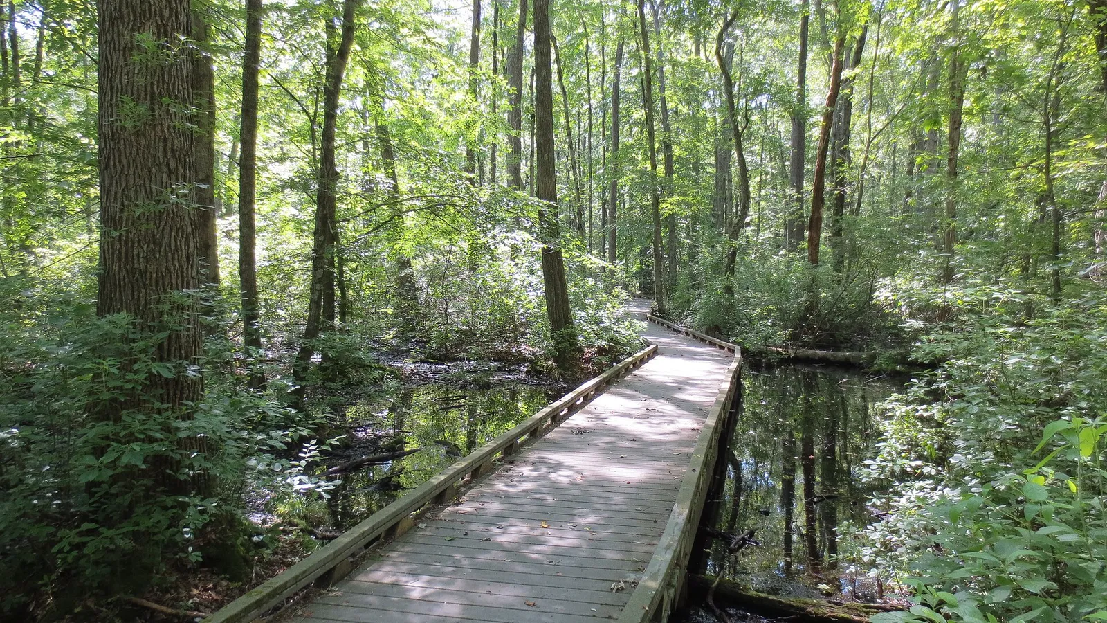 A wooden boardwalk through green swamp woodland