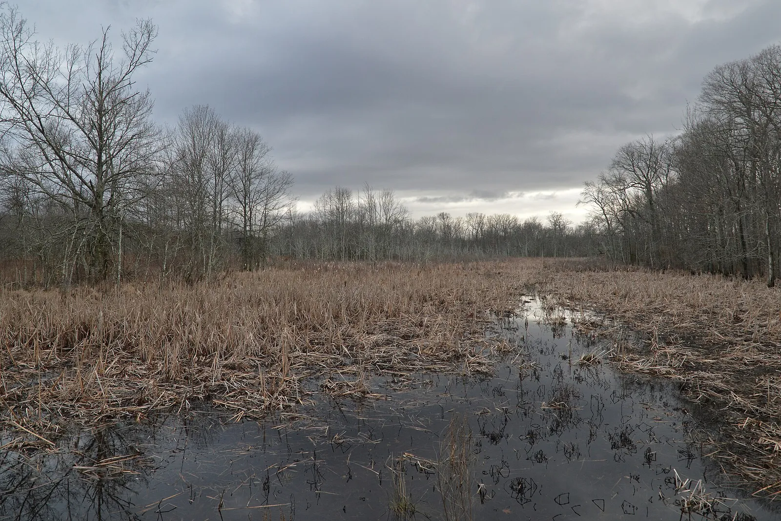 Wide marsh of brown grasses and water under a cloudy sky