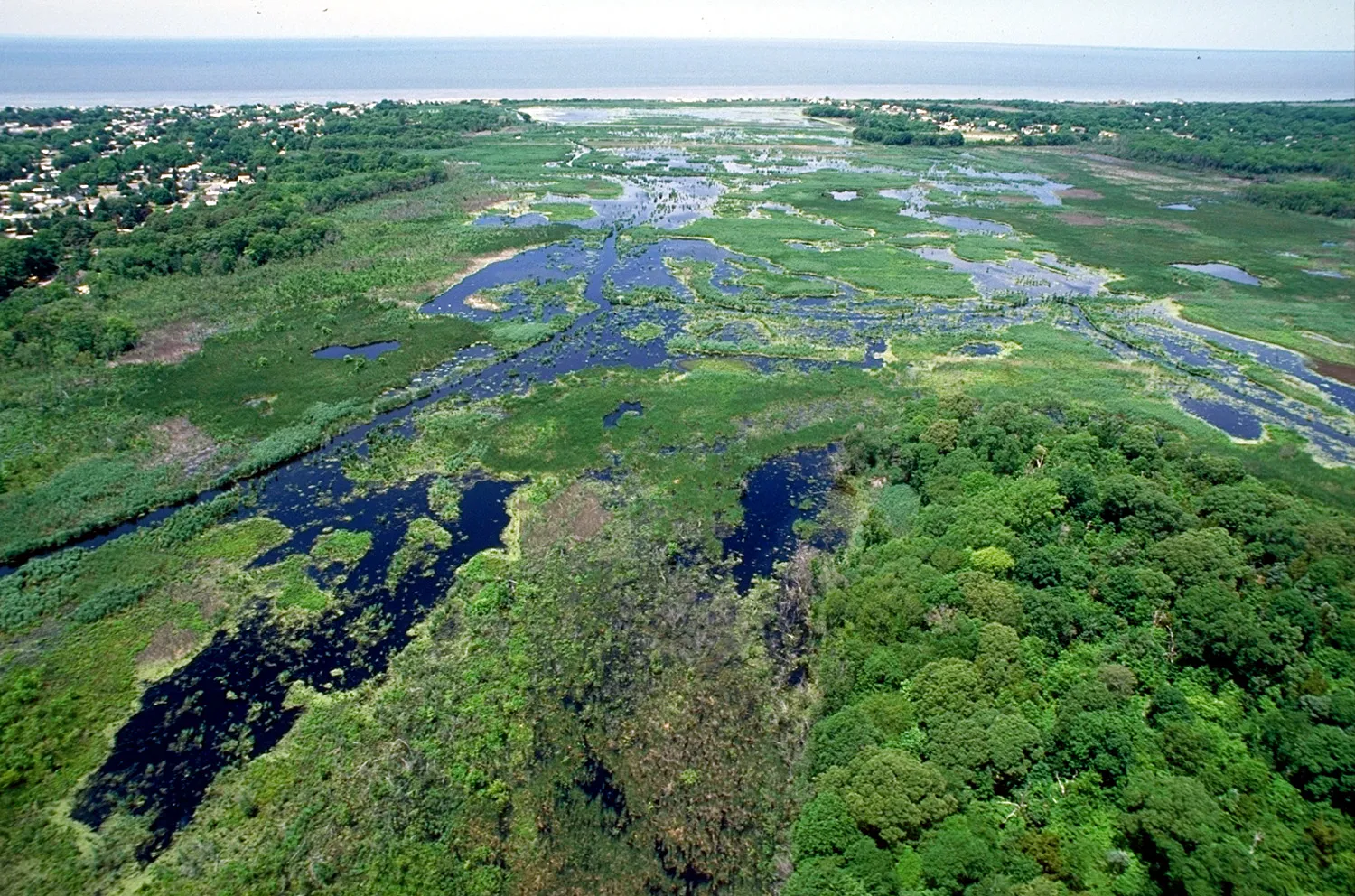 Aerial view of green tidal marsh with dark pools and winding channels
